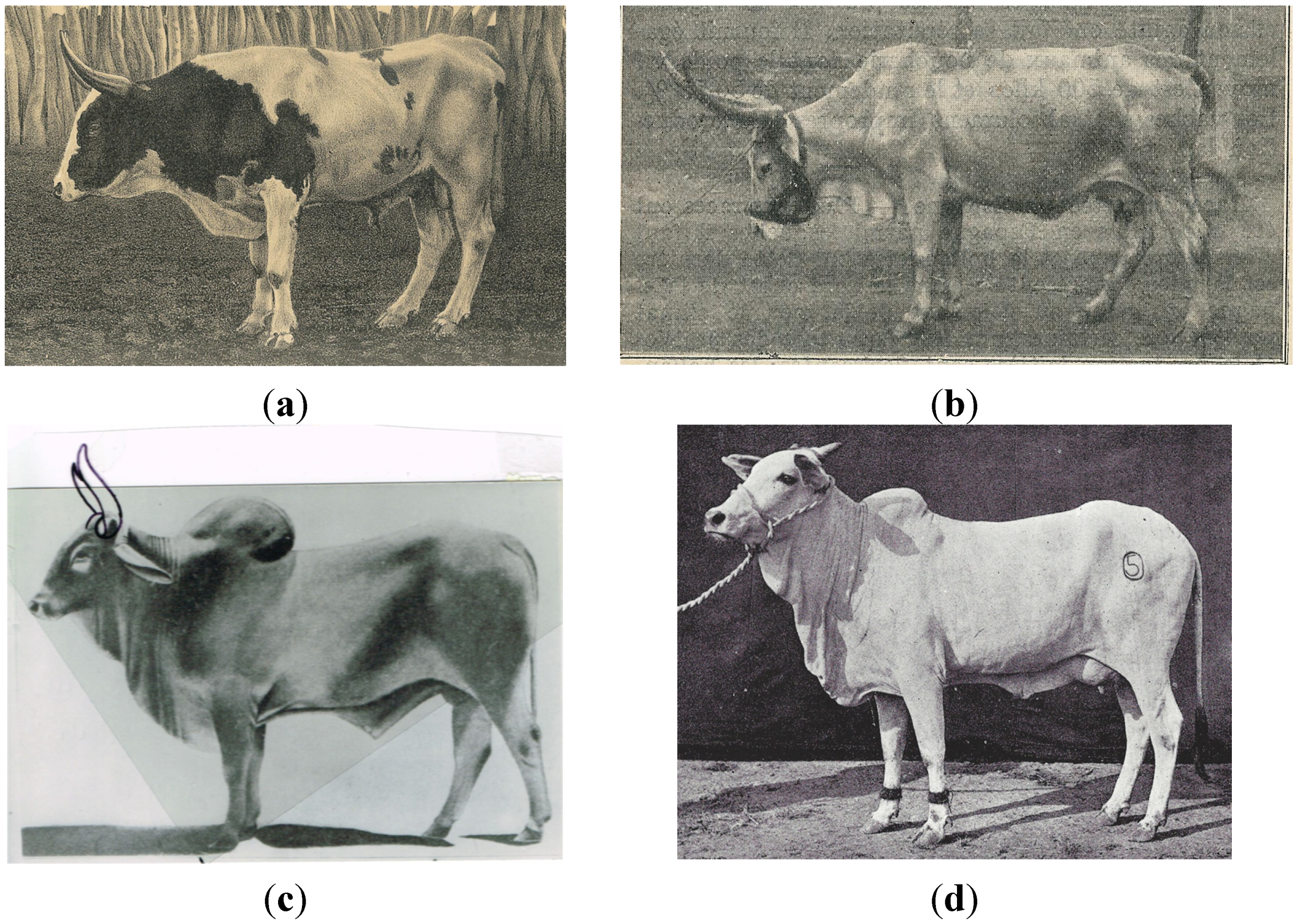 History of Cattle Genetic Resources