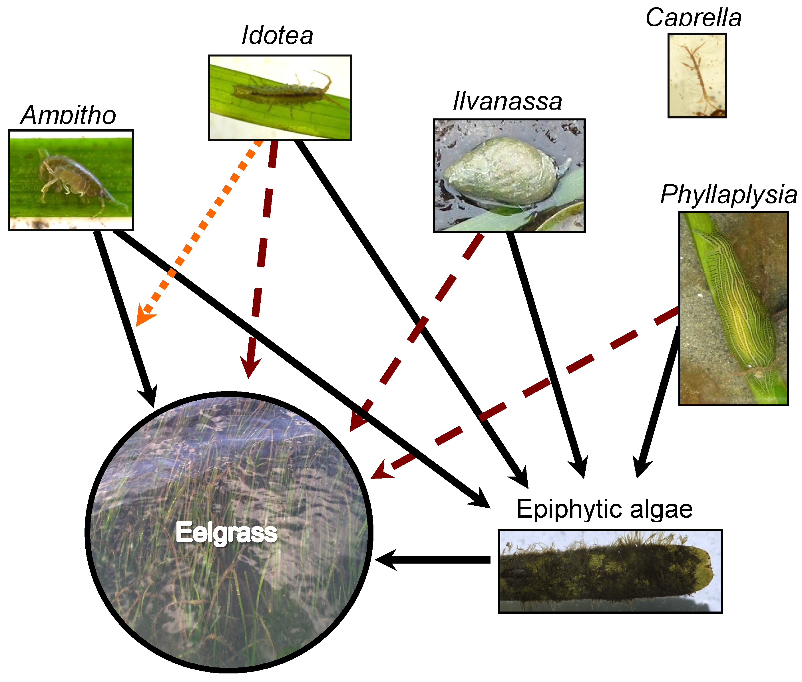 Diversity | Free Full-Text | Grazer Functional Roles, Induced Defenses, and  Indirect Interactions: Implications for Eelgrass Restoration in San  Francisco Bay