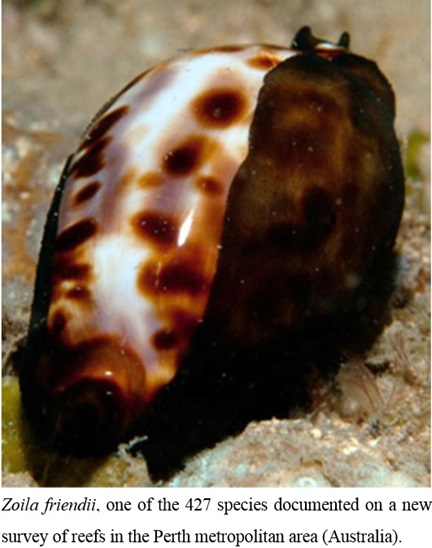 Diversity Free Full Text Marine Biodiversity In Temperate Western Australia Multi Taxon Surveys Of Minden And Roe Reefs Html