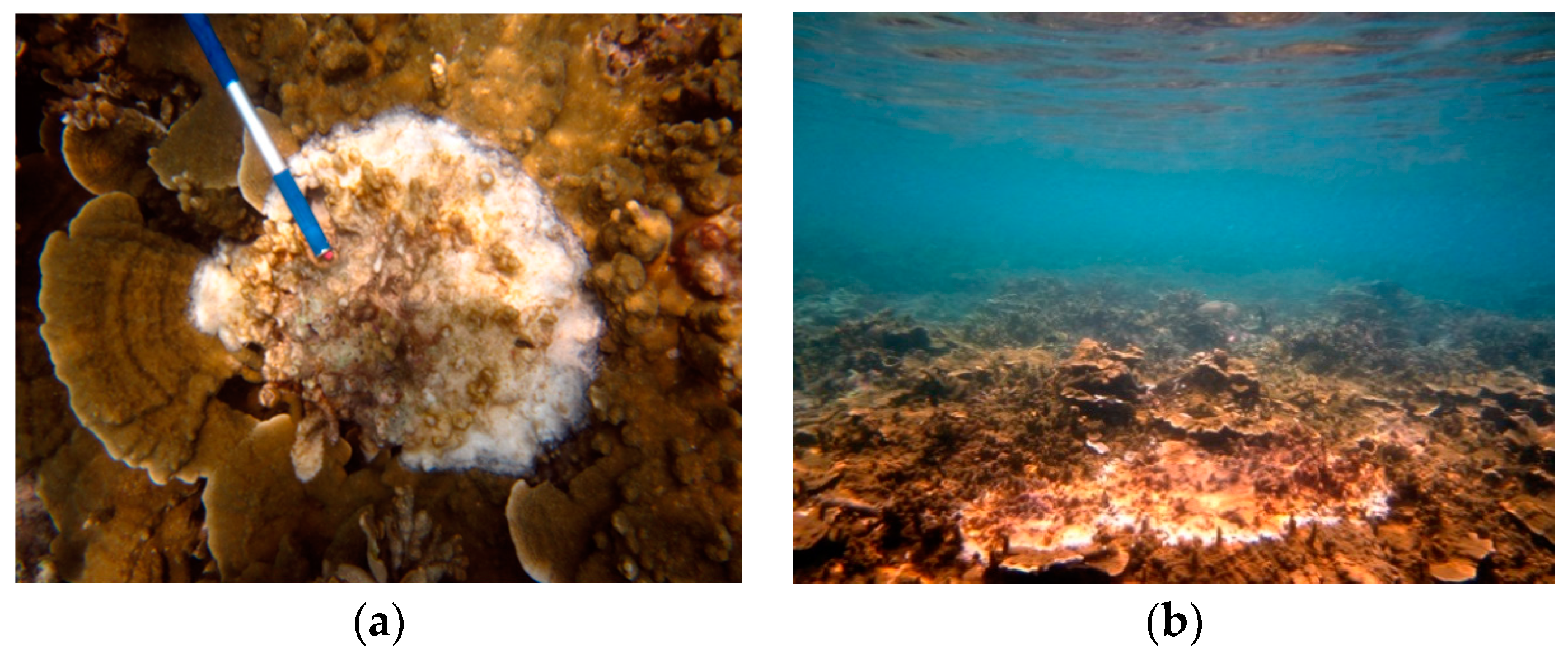 Diversity 08 00011 g002 1024