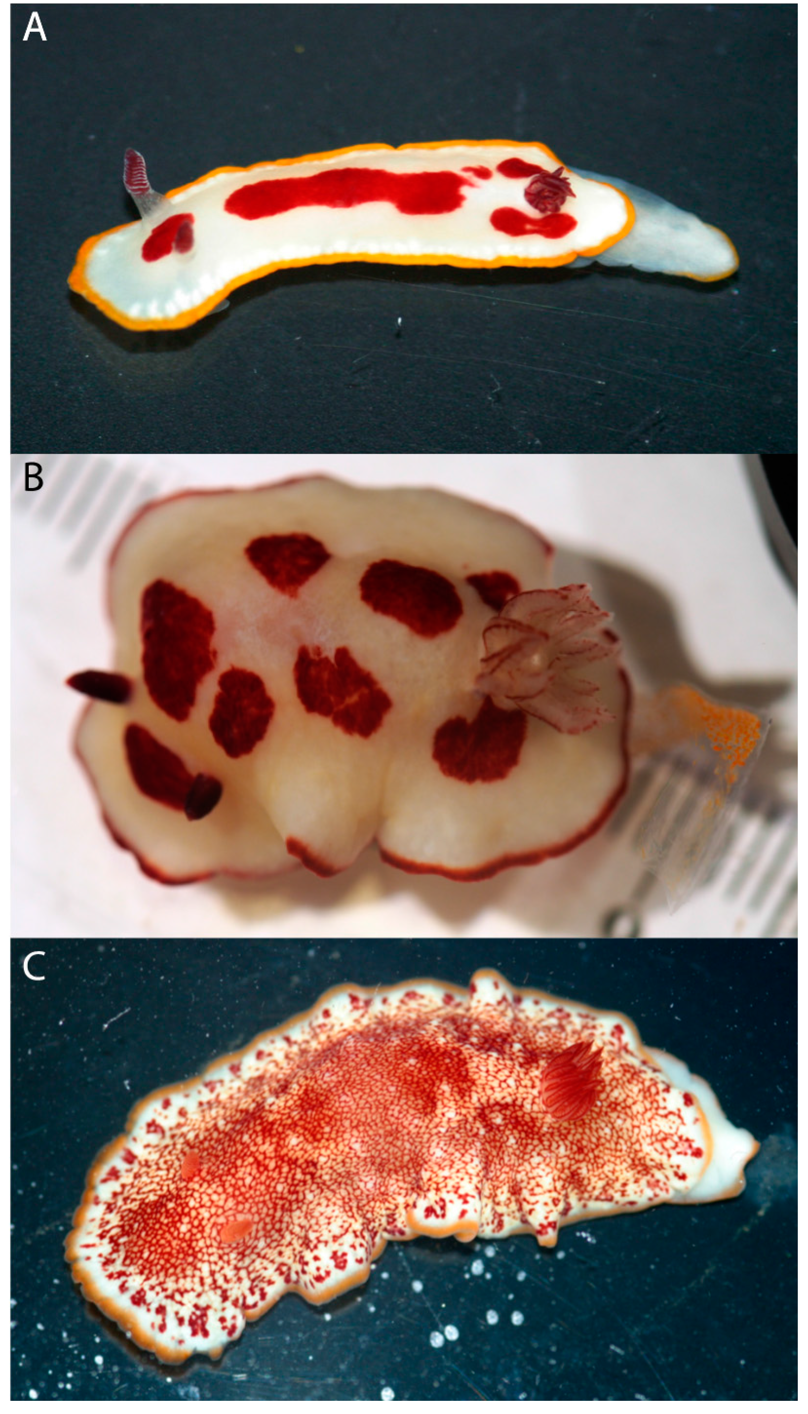 Diversity 08 00016 g001