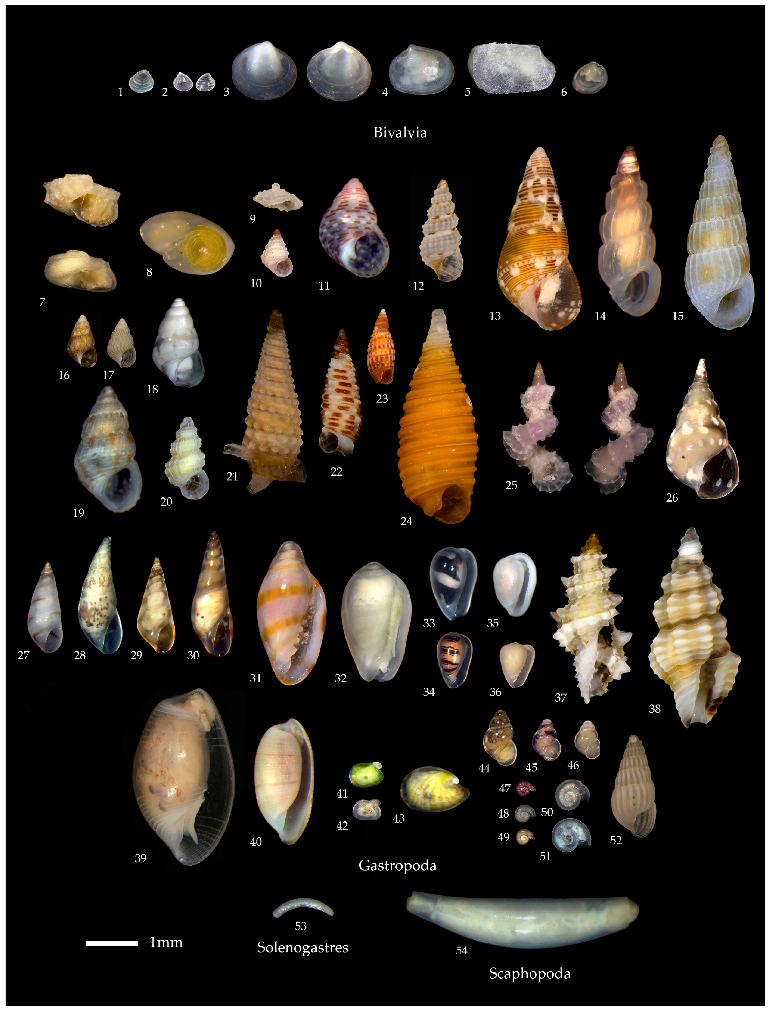 Diversity 08 00017 g001 1024