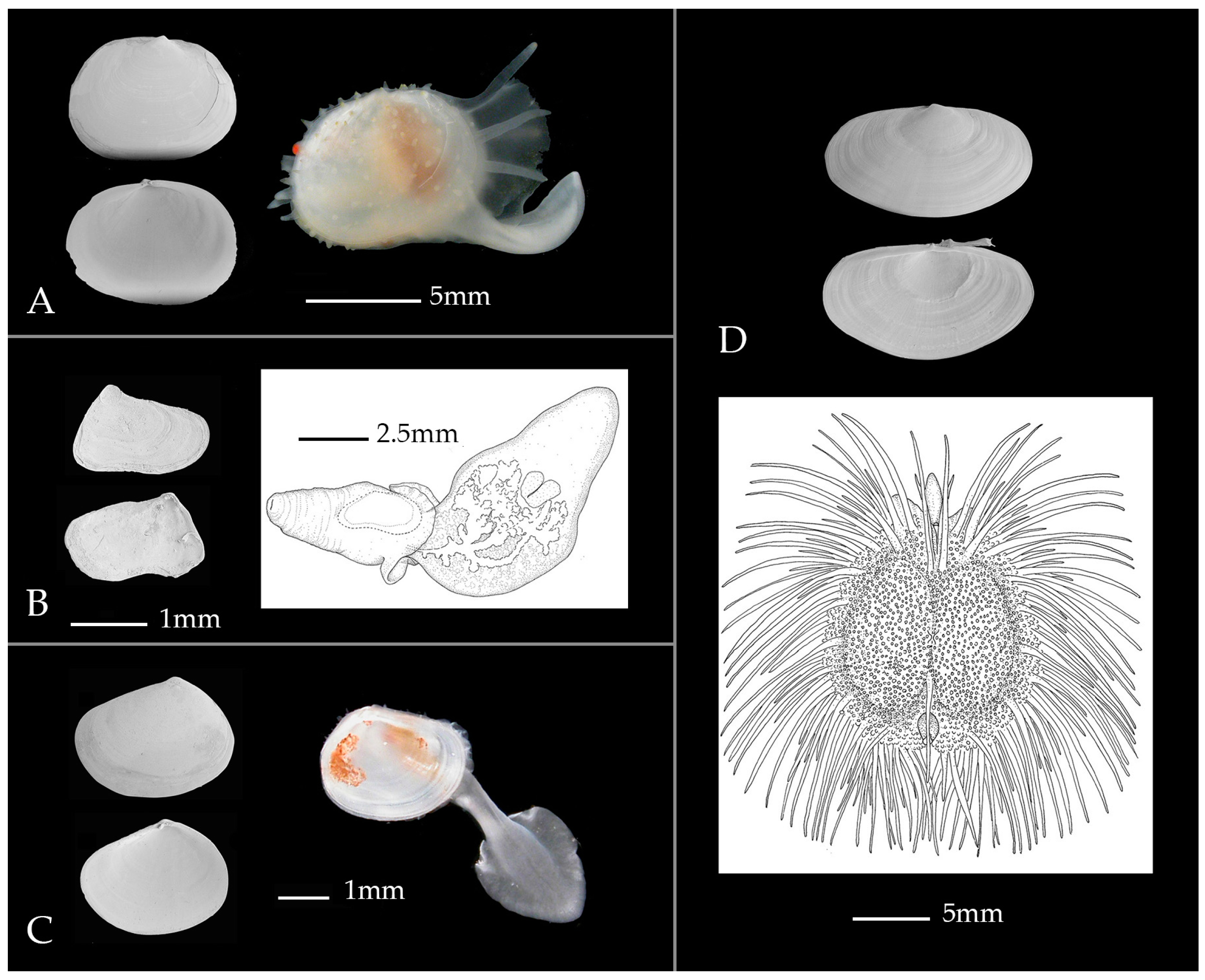 Diversity 08 00017 g004 1024