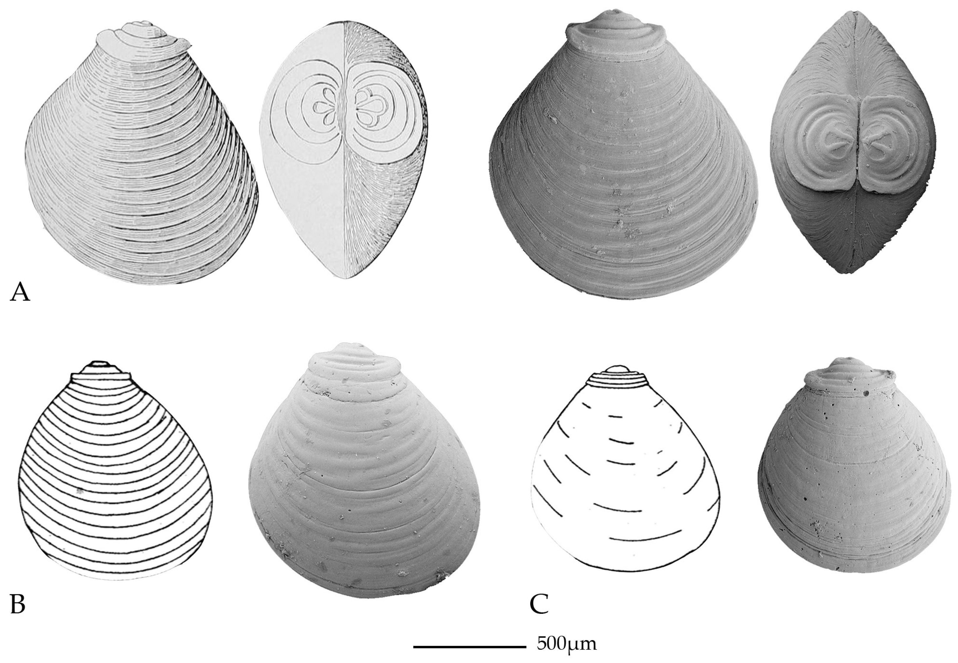 Diversity 08 00017 g005 1024