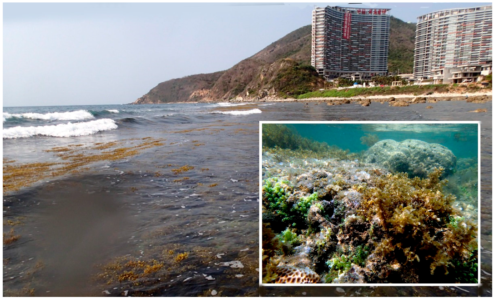 Diversity 09 00024 g003 550