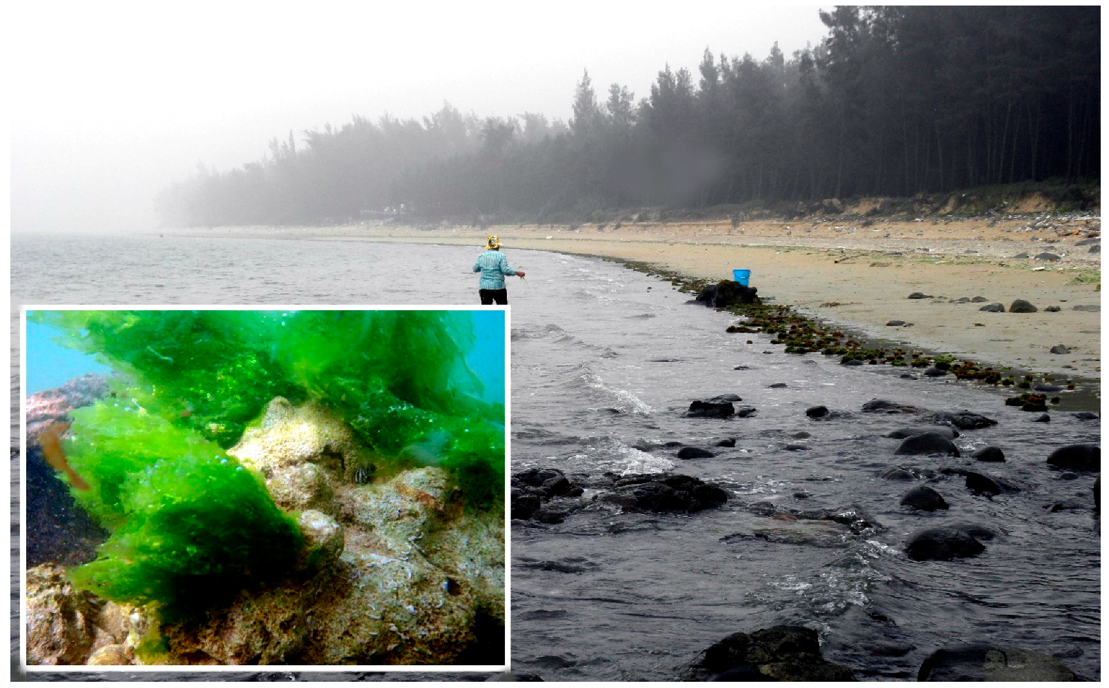 Diversity 09 00024 g006 550