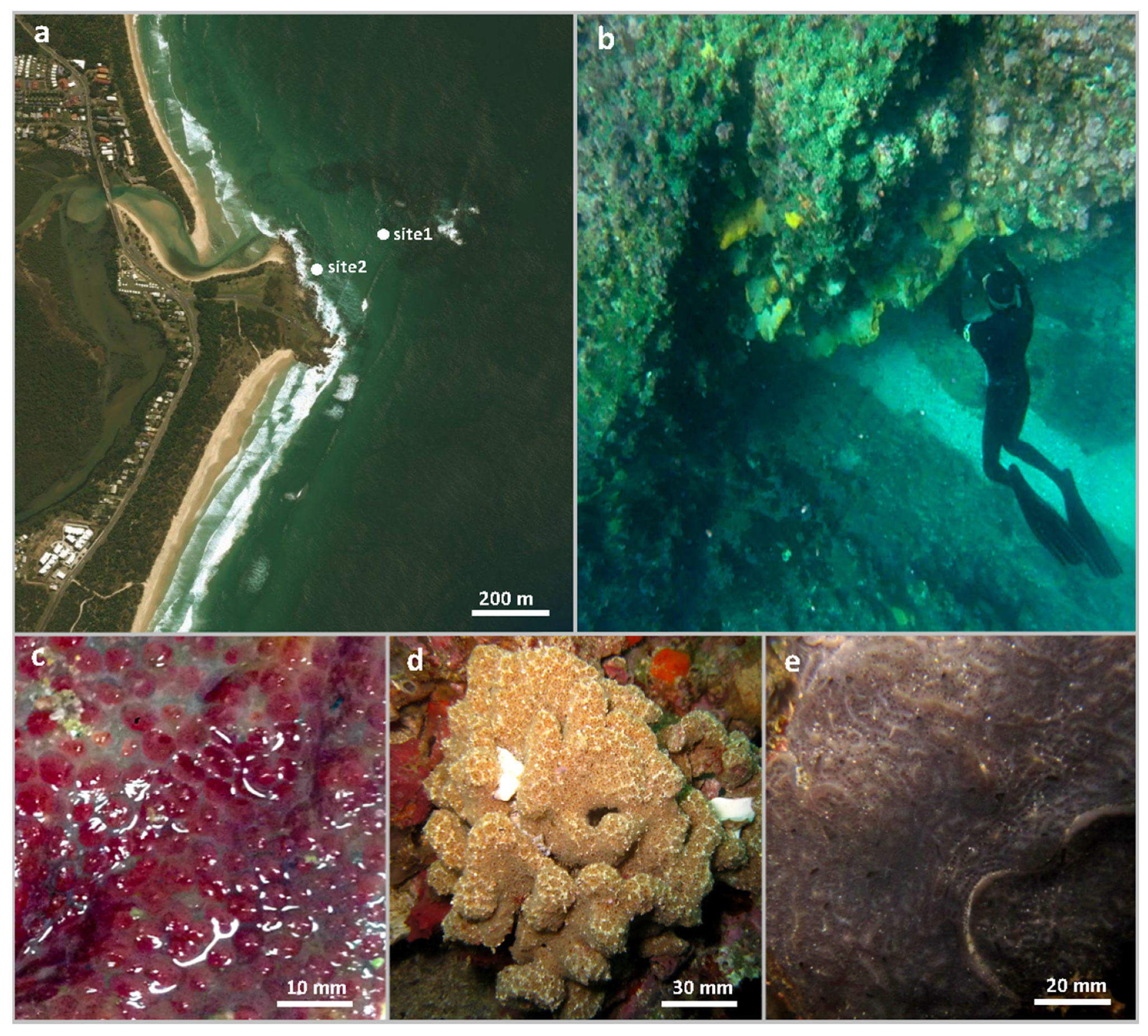 Diversity 09 00053 g001 Diversity 09 00053 g001