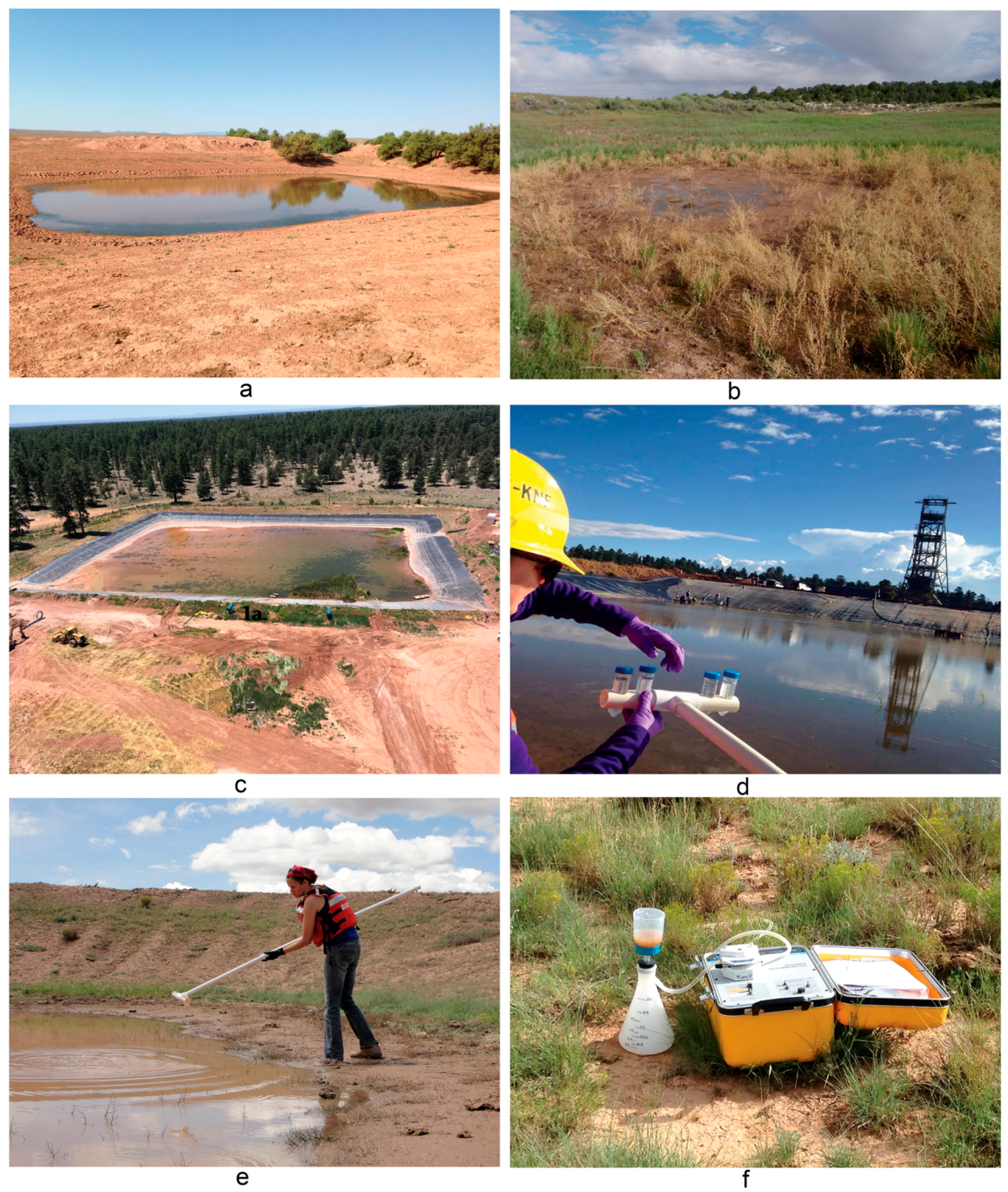 Diversity 09 00054 g001 Diversity 09 00054 g001