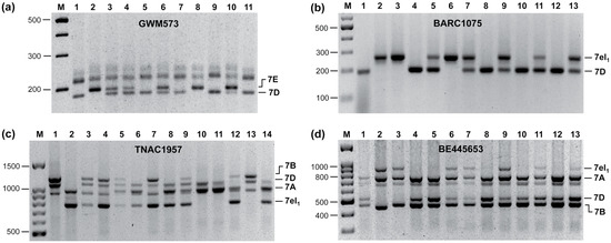 Harnessing Genetic Diversity of Wild Gene Pools to Enhance