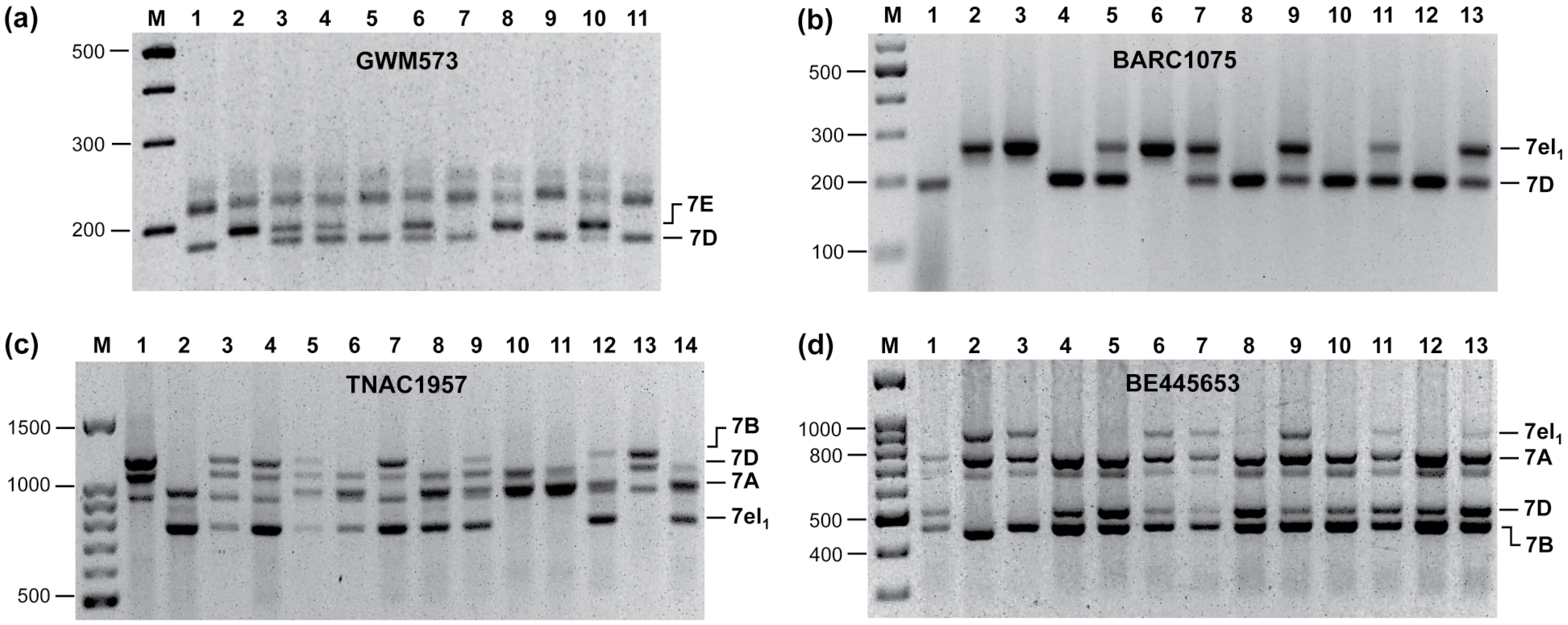 Diversity 09 00055 g004