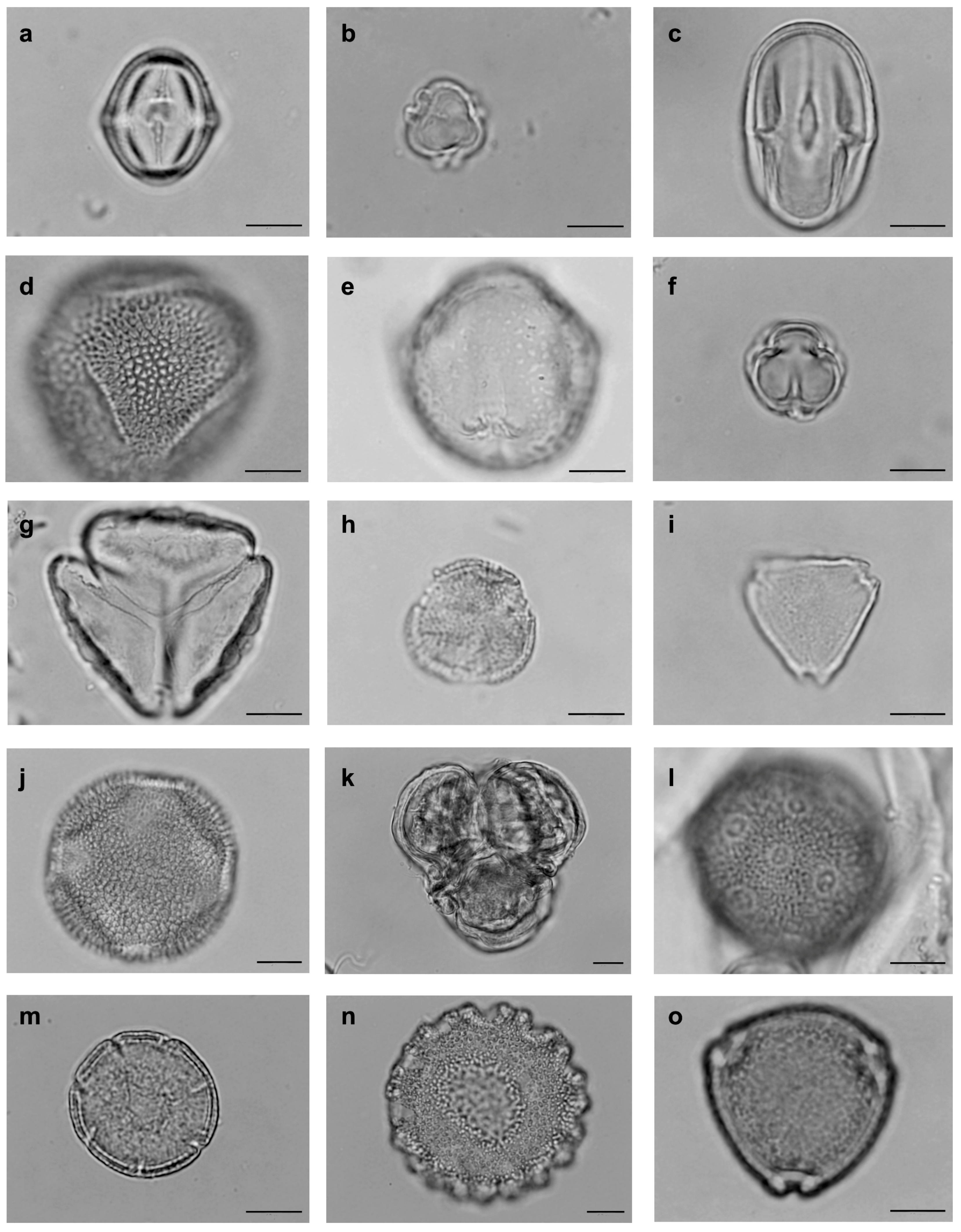 Diversity 10 00003 g002 Diversity 10 00003 g002