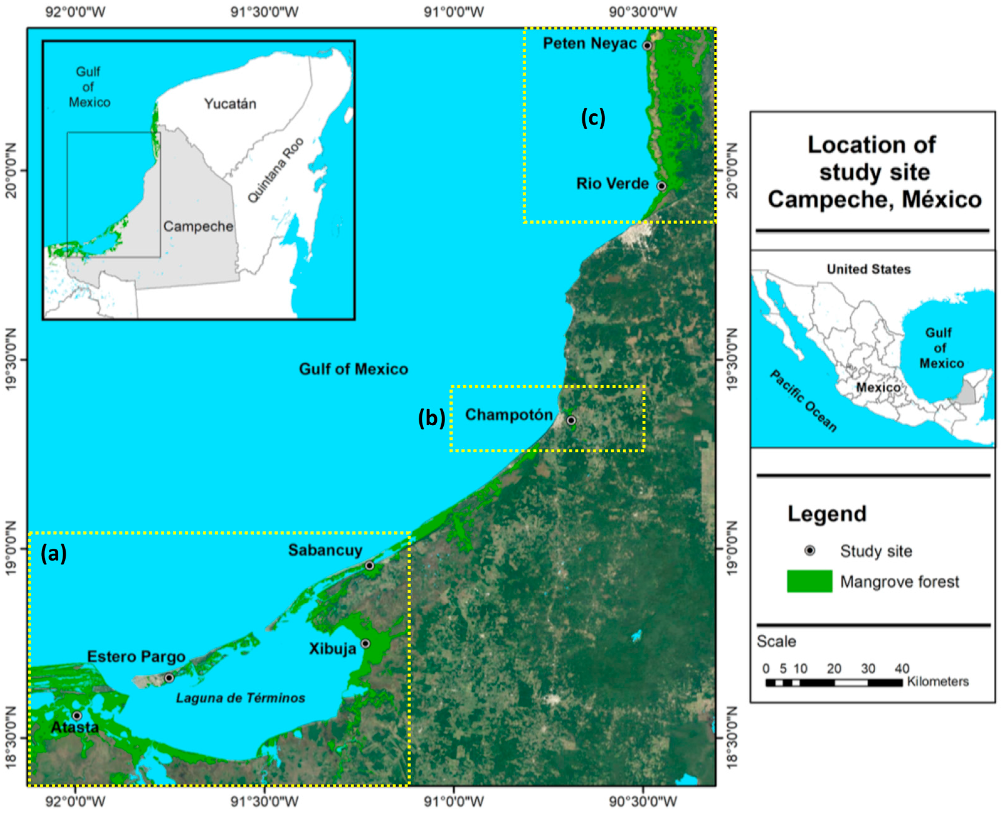 Diversity | Free Full-Text | Ecophysiological Response of Rhizophora mangle  to the Variation in Hydrochemistry during Five Years along the Coast of  Campeche, México