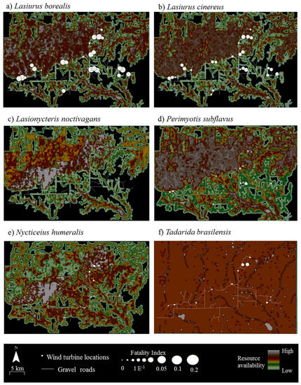 Diversity Special Issue And Conservation Of Bats Open Accessarticle
