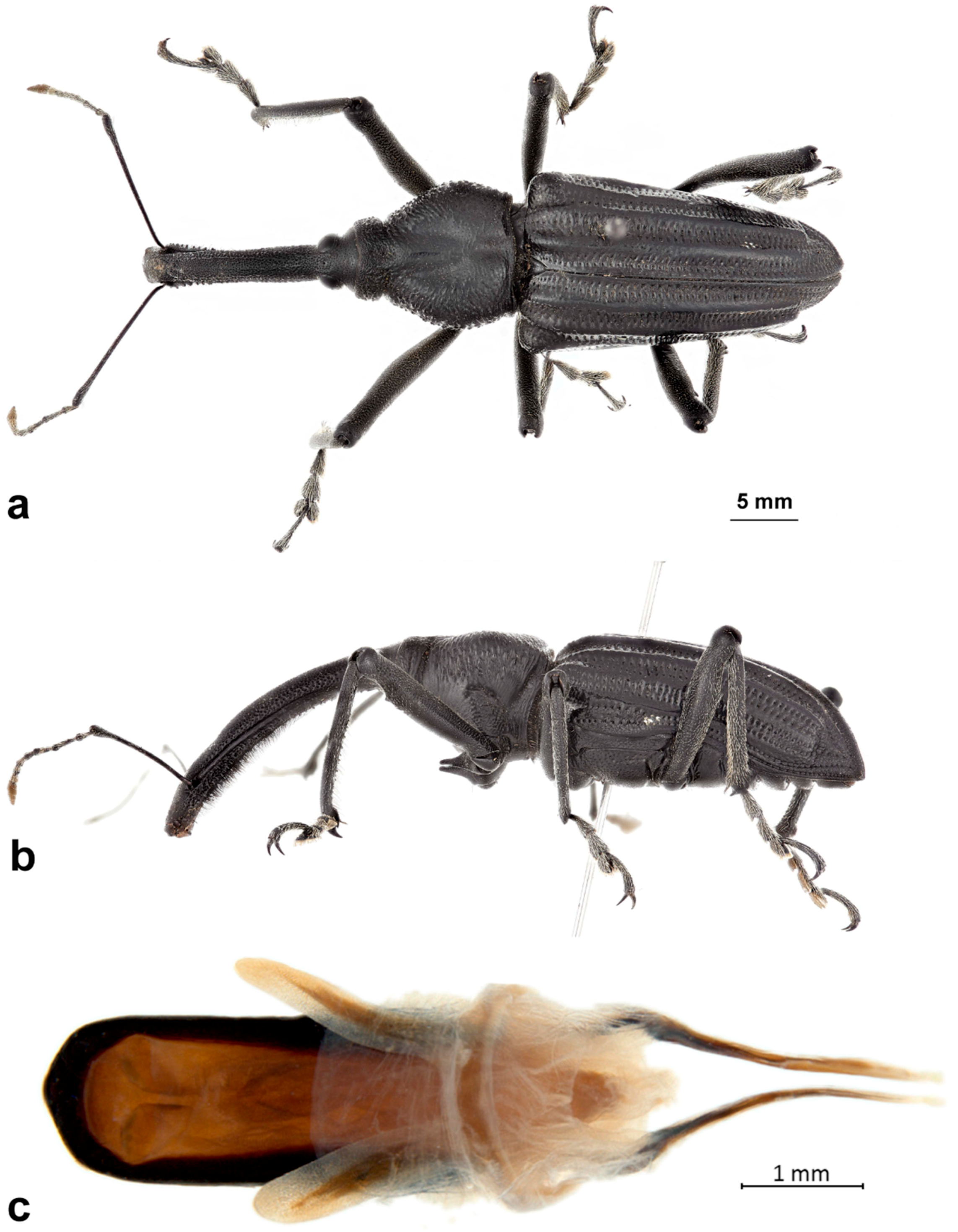 Diversity 10 00054 g001 550