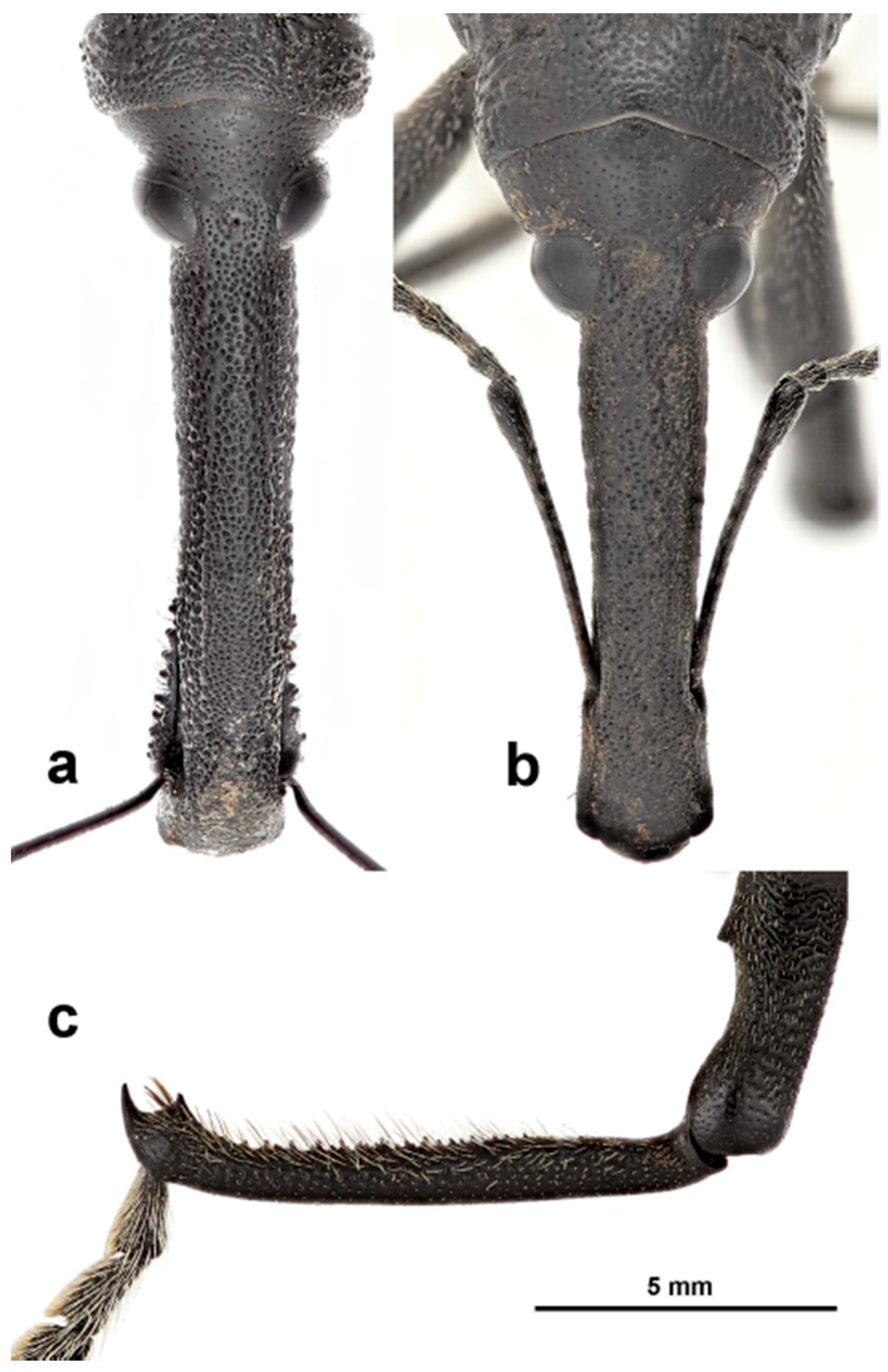 Diversity 10 00054 g002 550