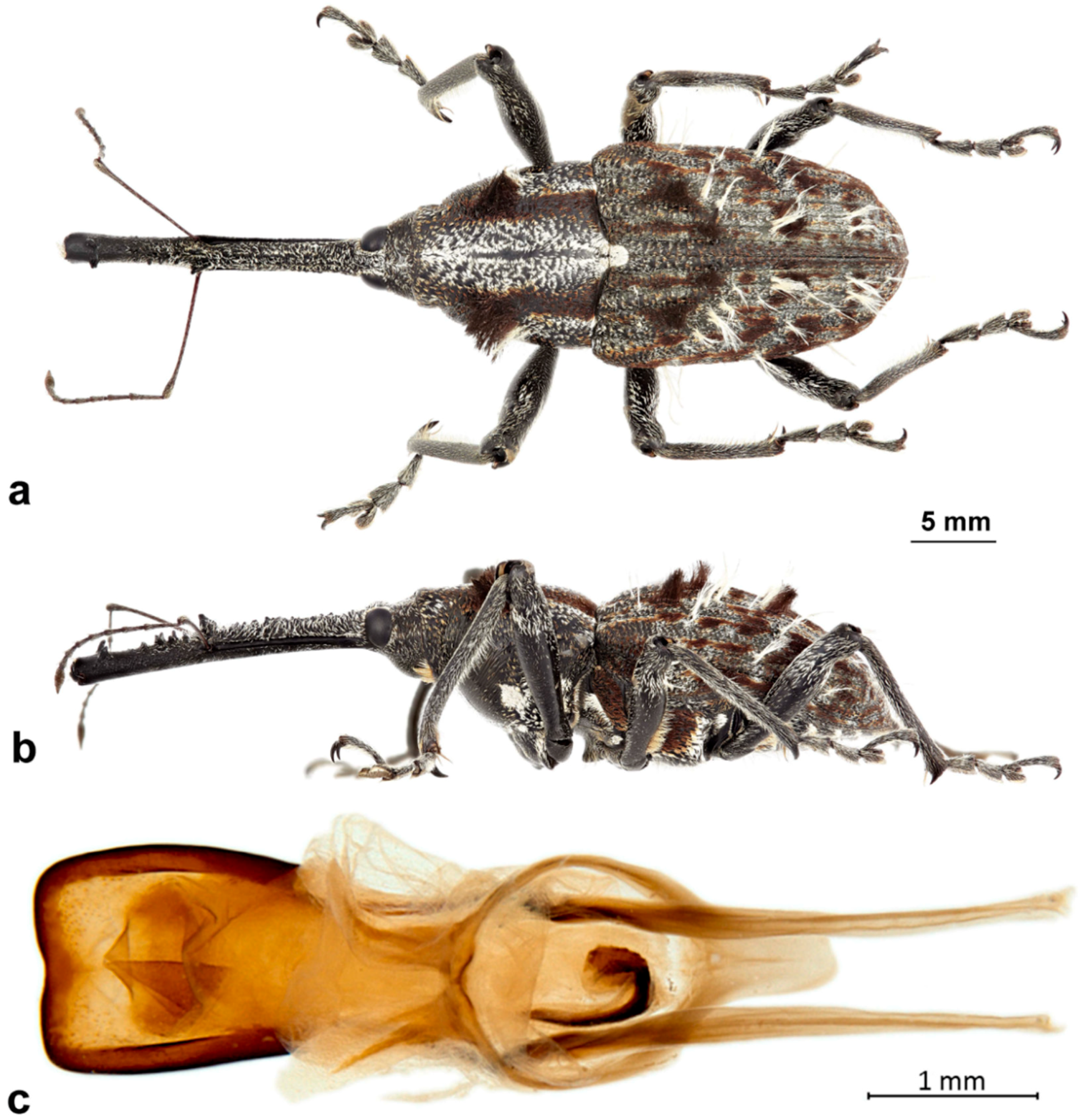 Diversity 10 00054 g003 550