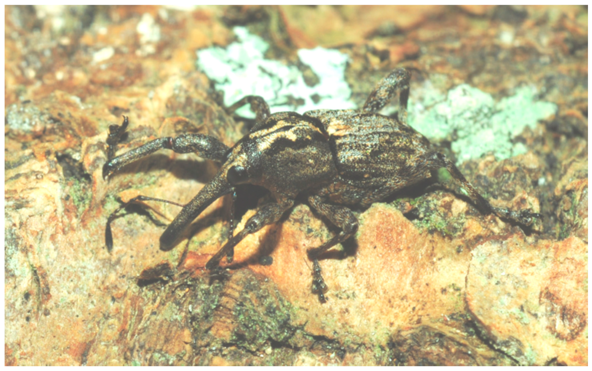 Diversity 10 00054 g005 550