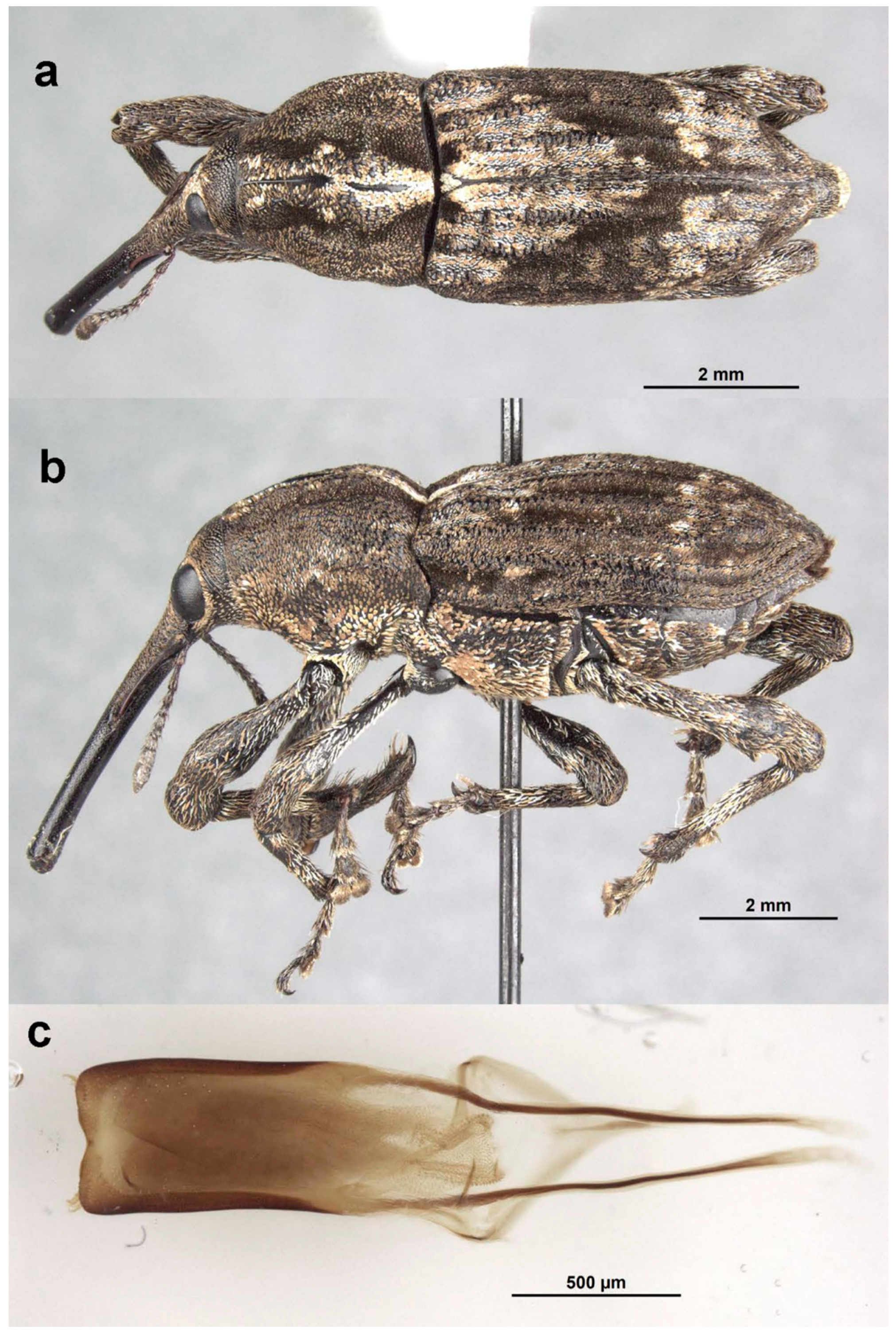 Diversity 10 00054 g006 550