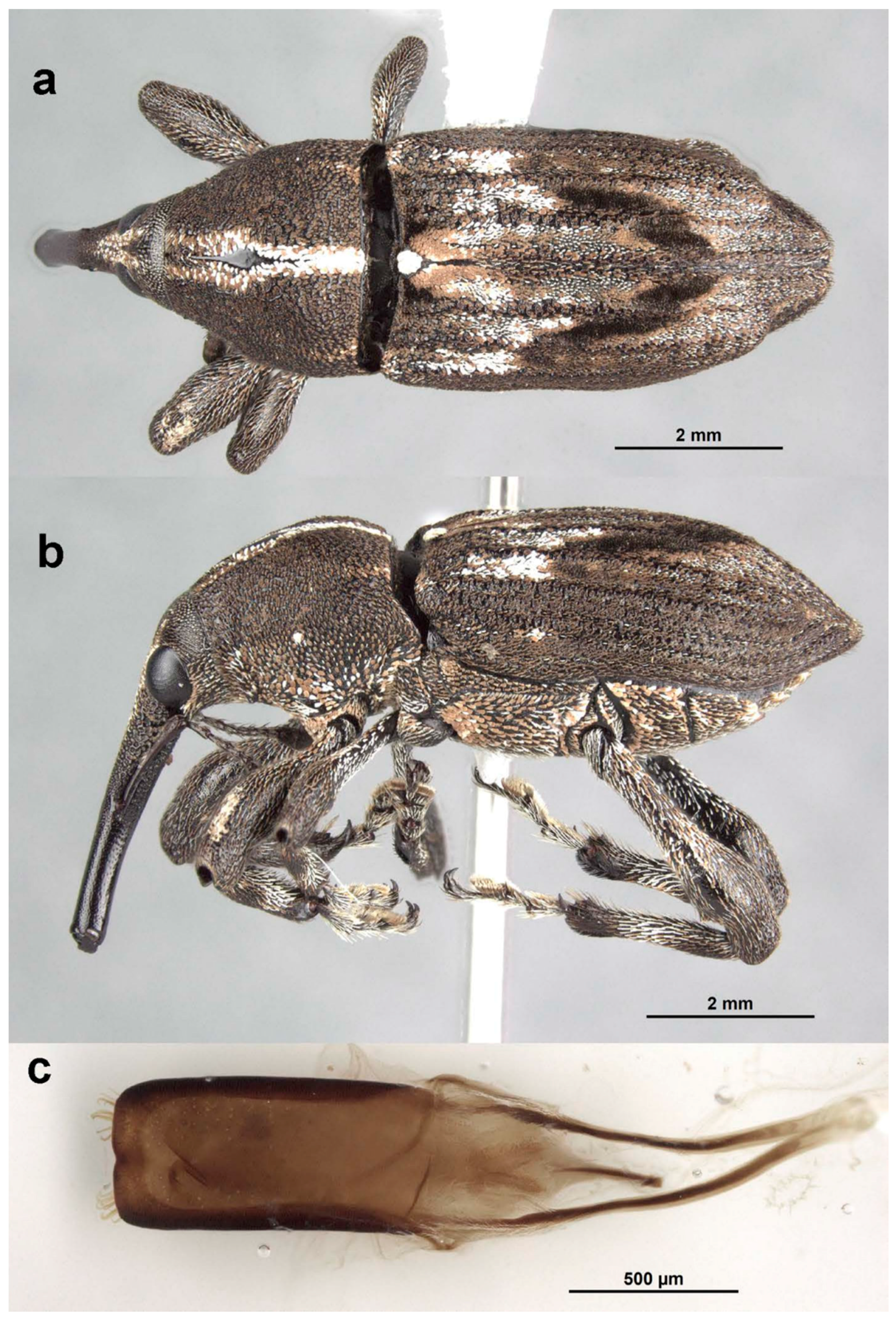 Diversity 10 00054 g008 550