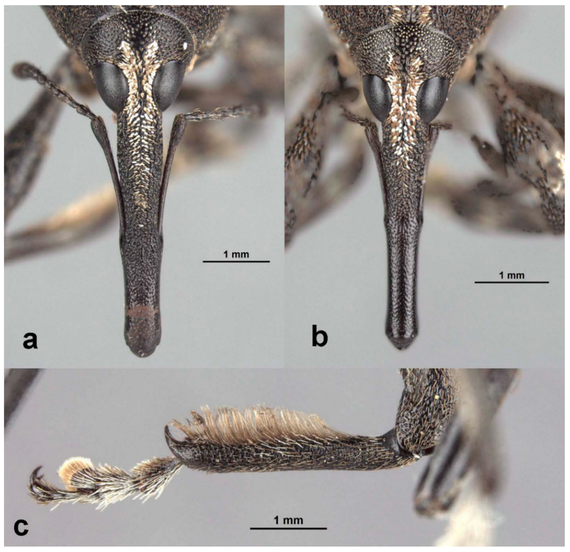 Diversity 10 00054 g009 550