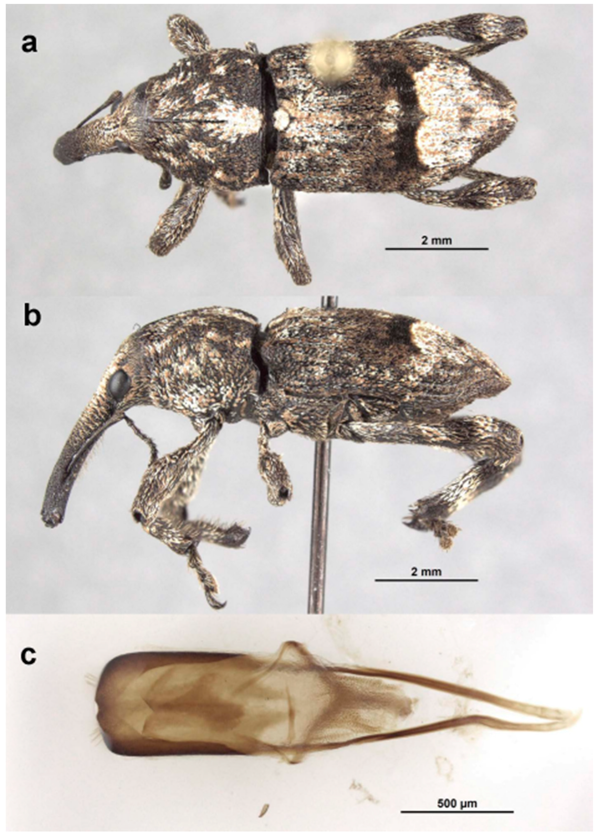 Diversity 10 00054 g010 550