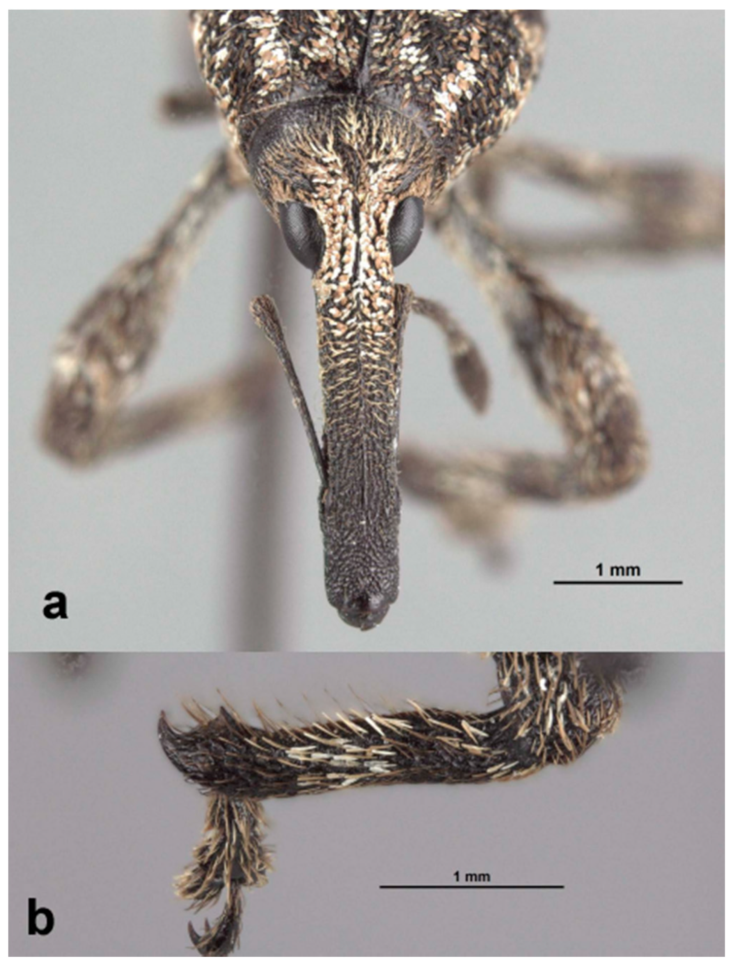 Diversity 10 00054 g011 550