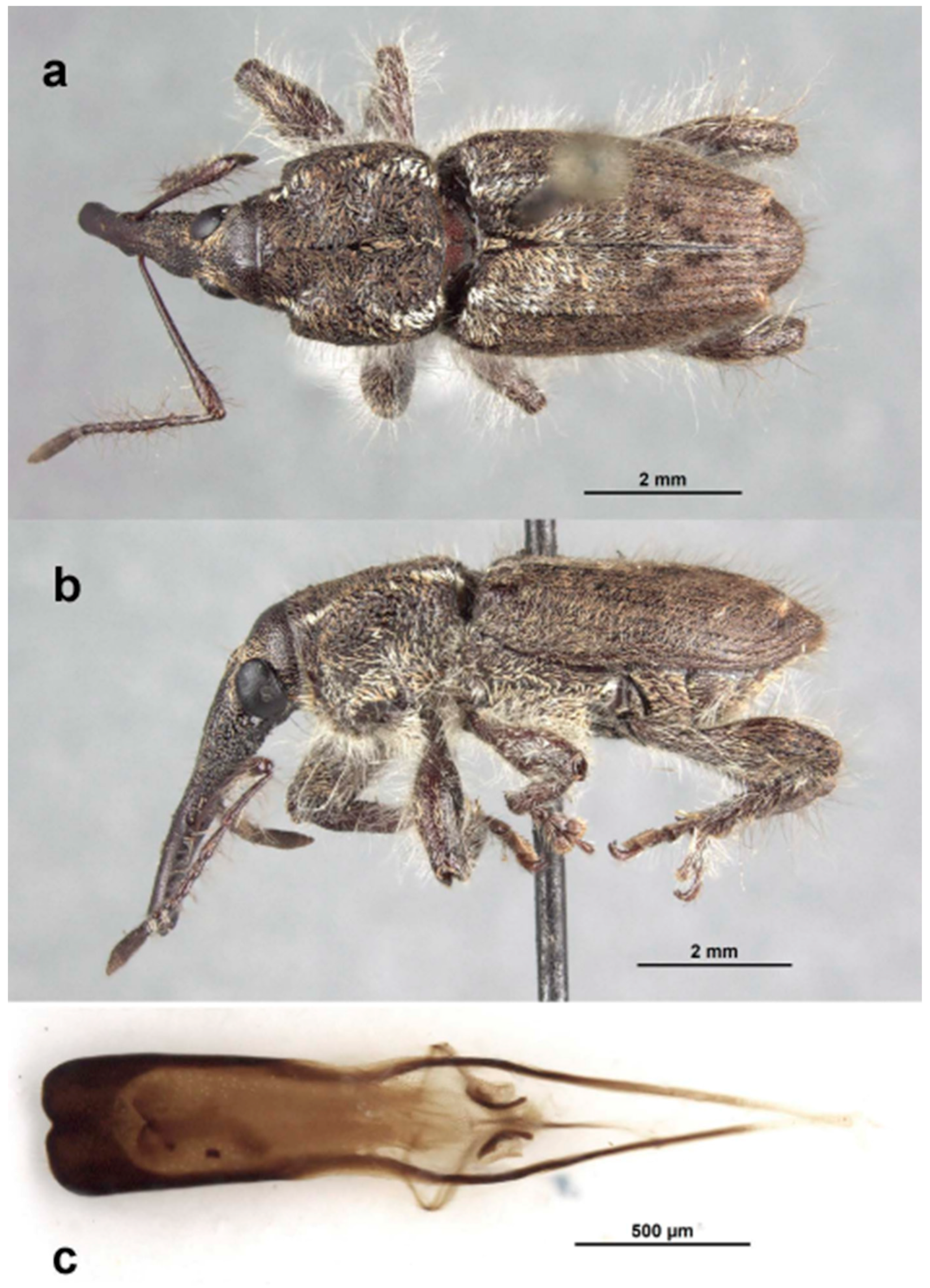Diversity 10 00054 g012 550