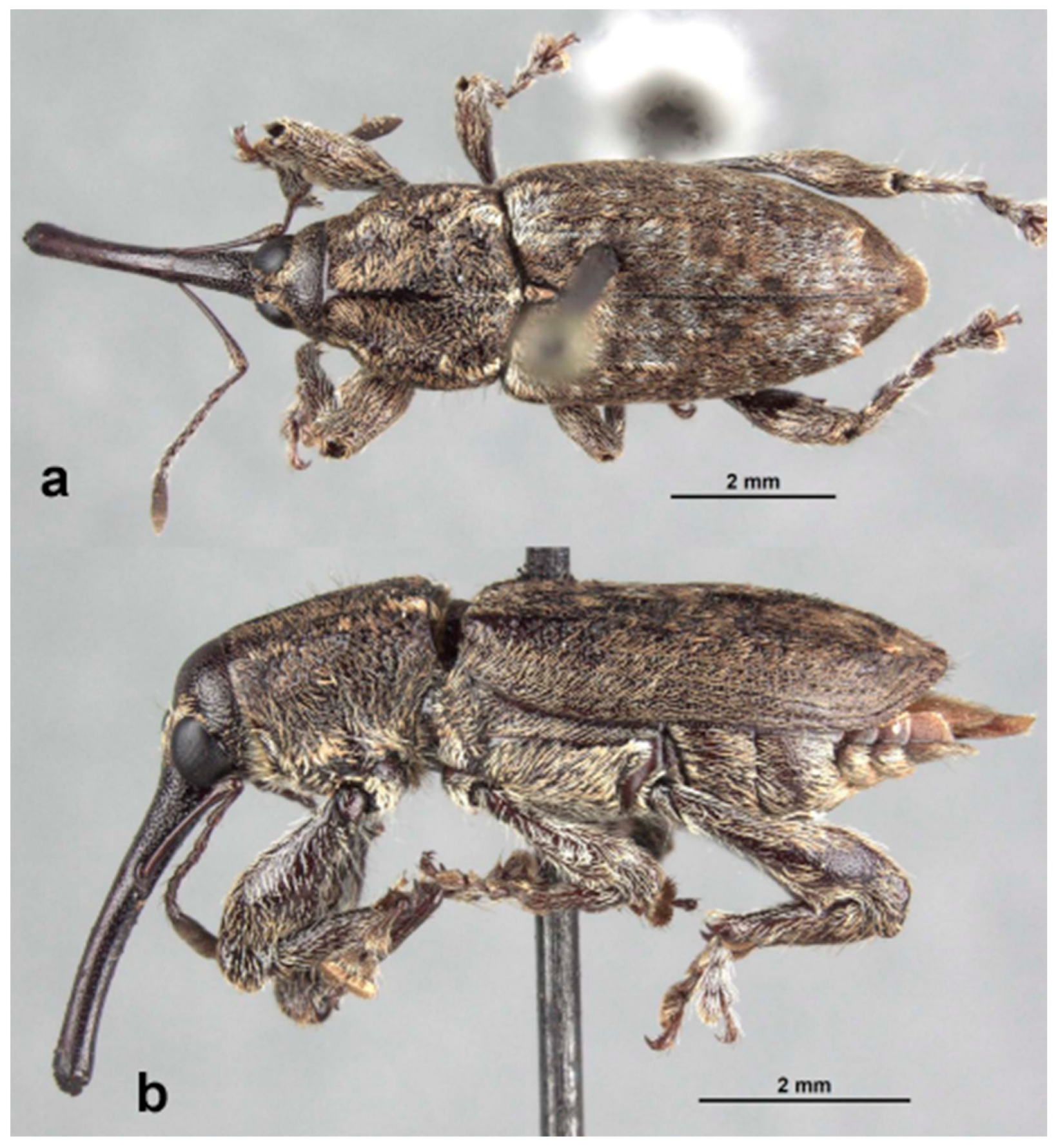 Diversity 10 00054 g013 550