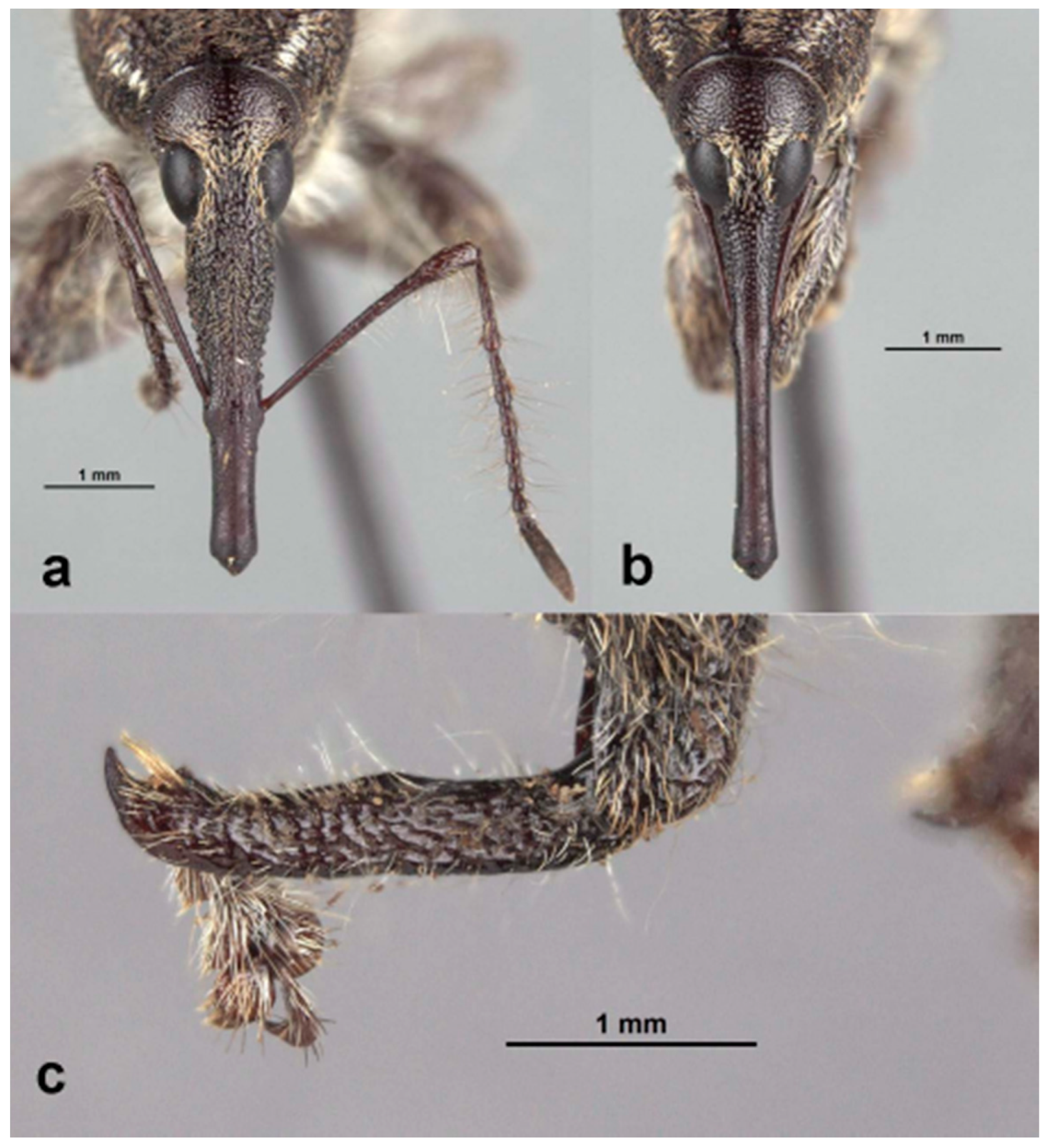 Diversity 10 00054 g014 550