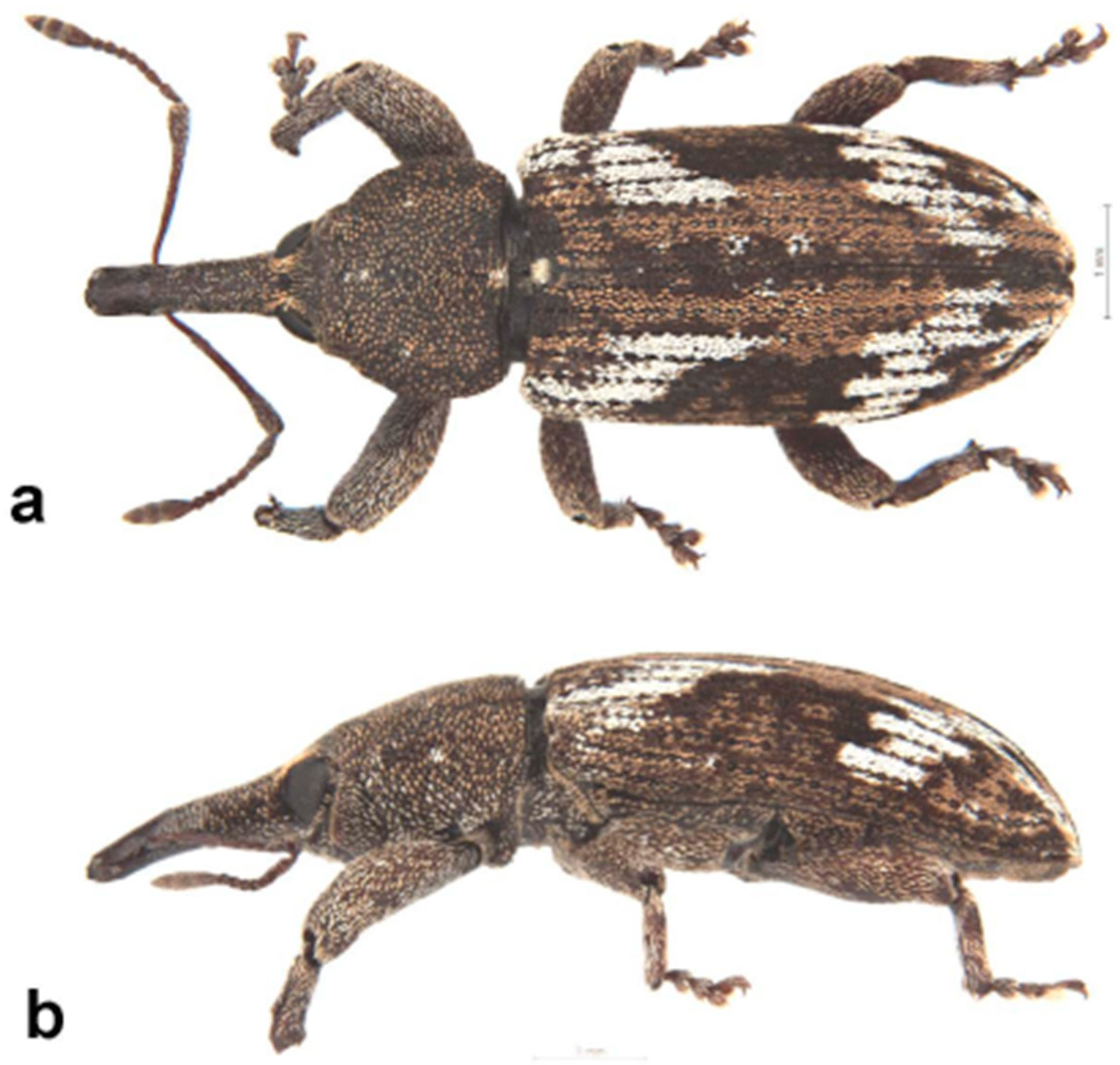 Diversity 10 00054 g015 550