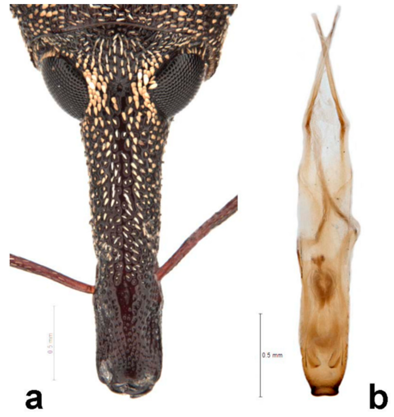 Diversity 10 00054 g016 550