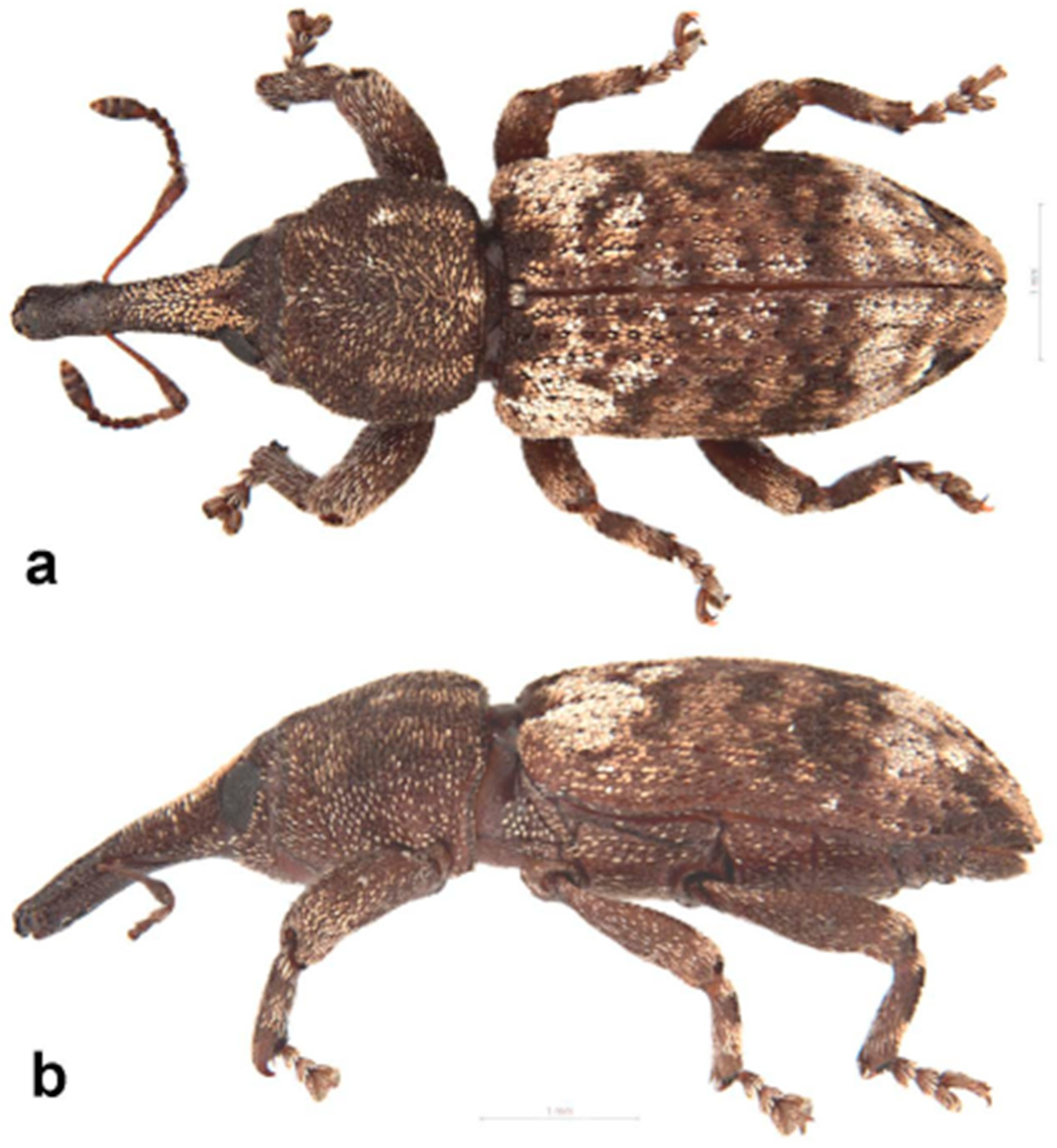 Diversity 10 00054 g017 550