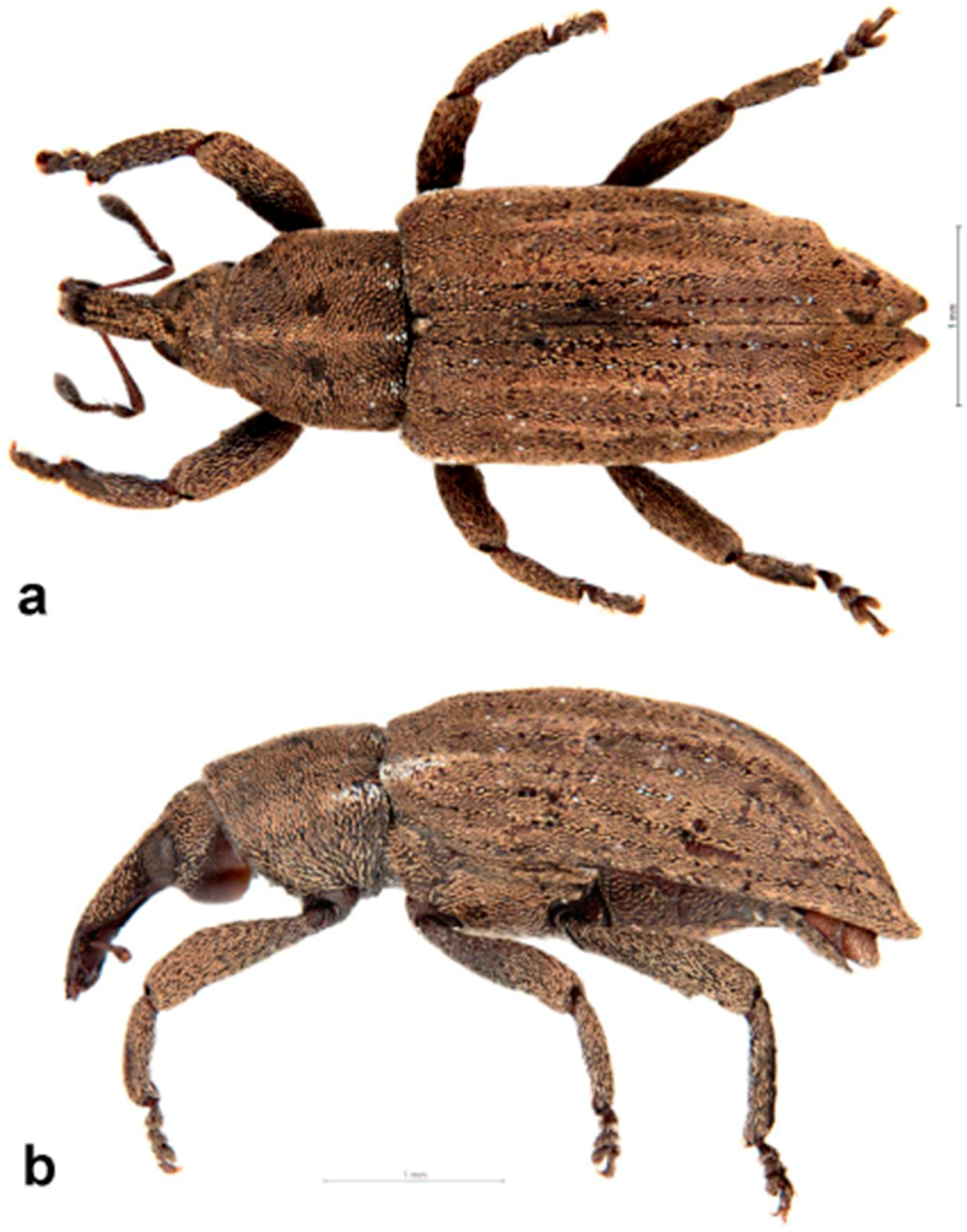 Diversity 10 00054 g018 550