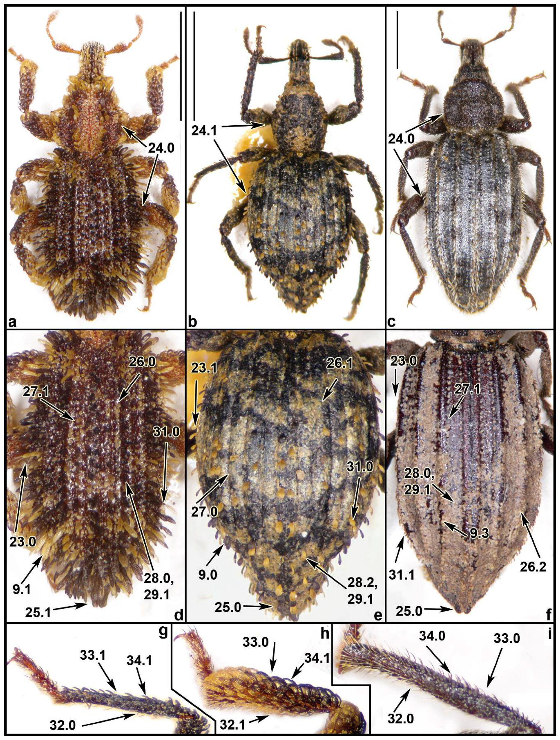 Diversity 10 00066 g001