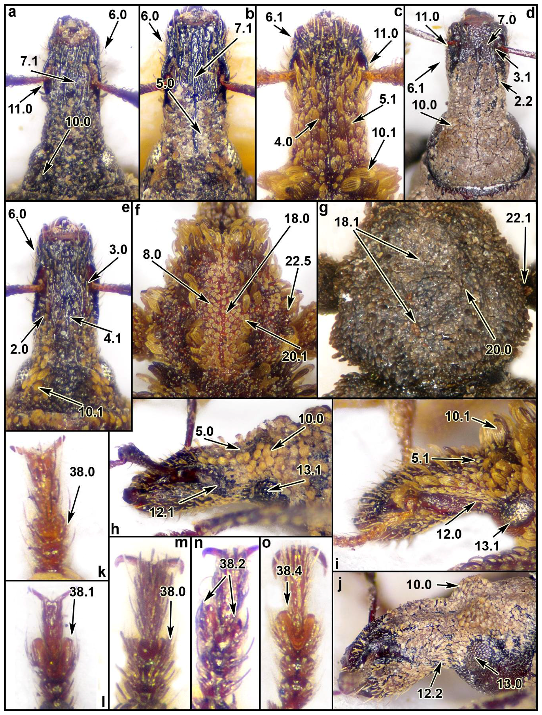 Diversity 10 00066 g002