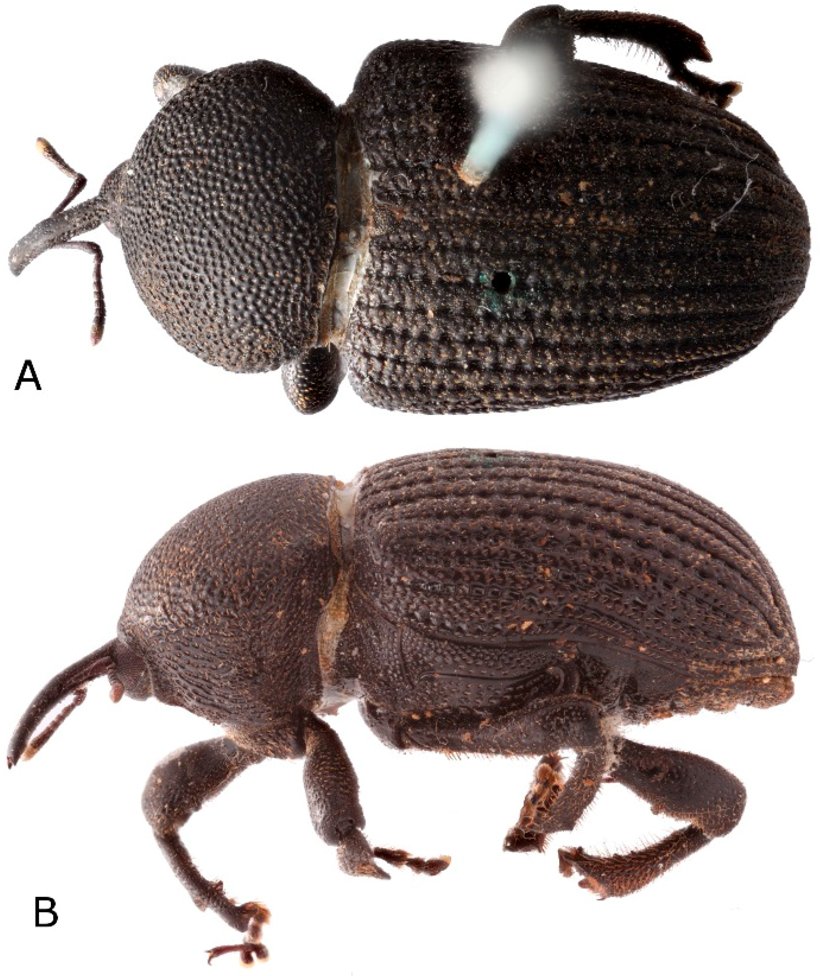 Diversity 10 00074 g001 550