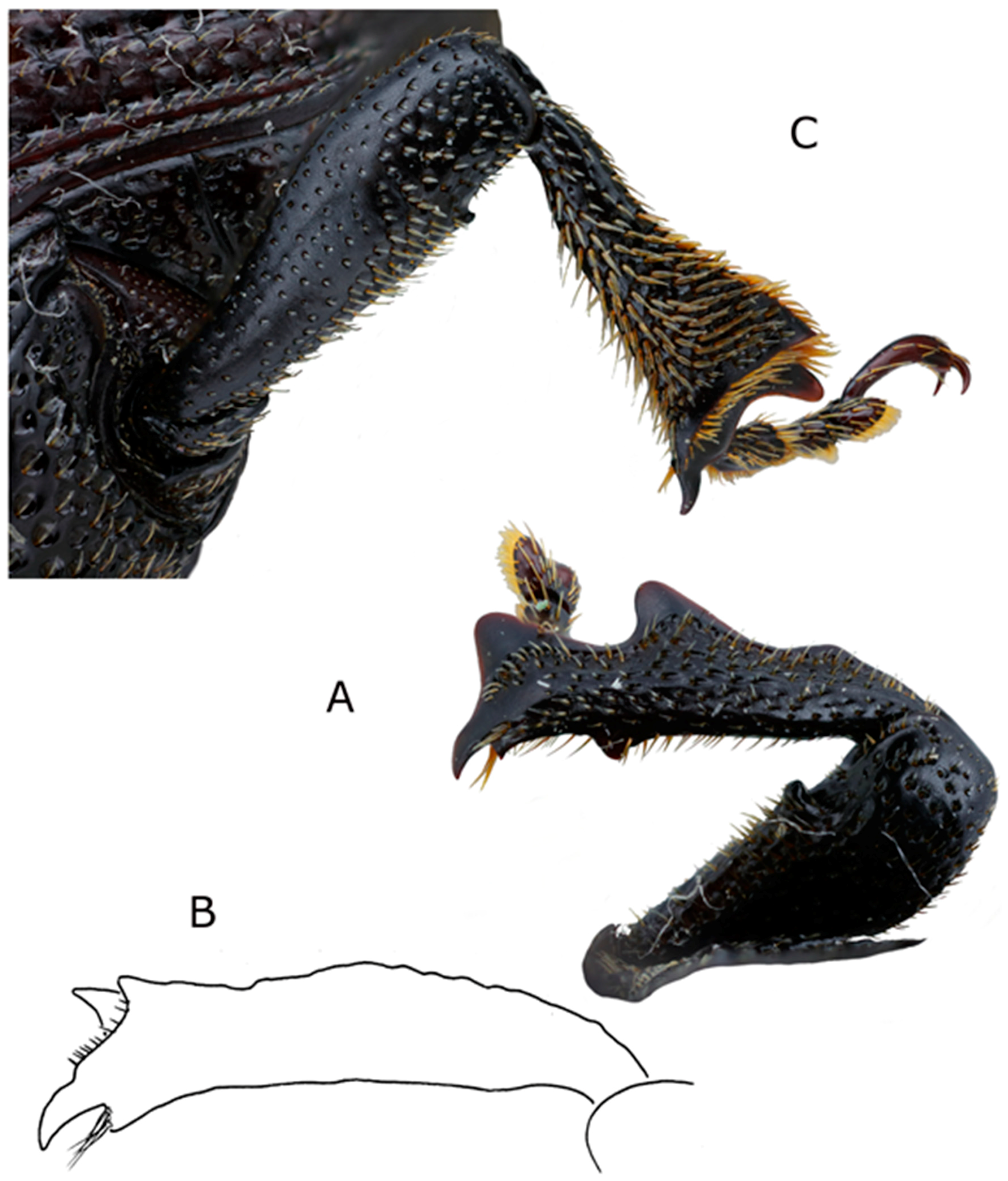 Diversity 10 00074 g006 550