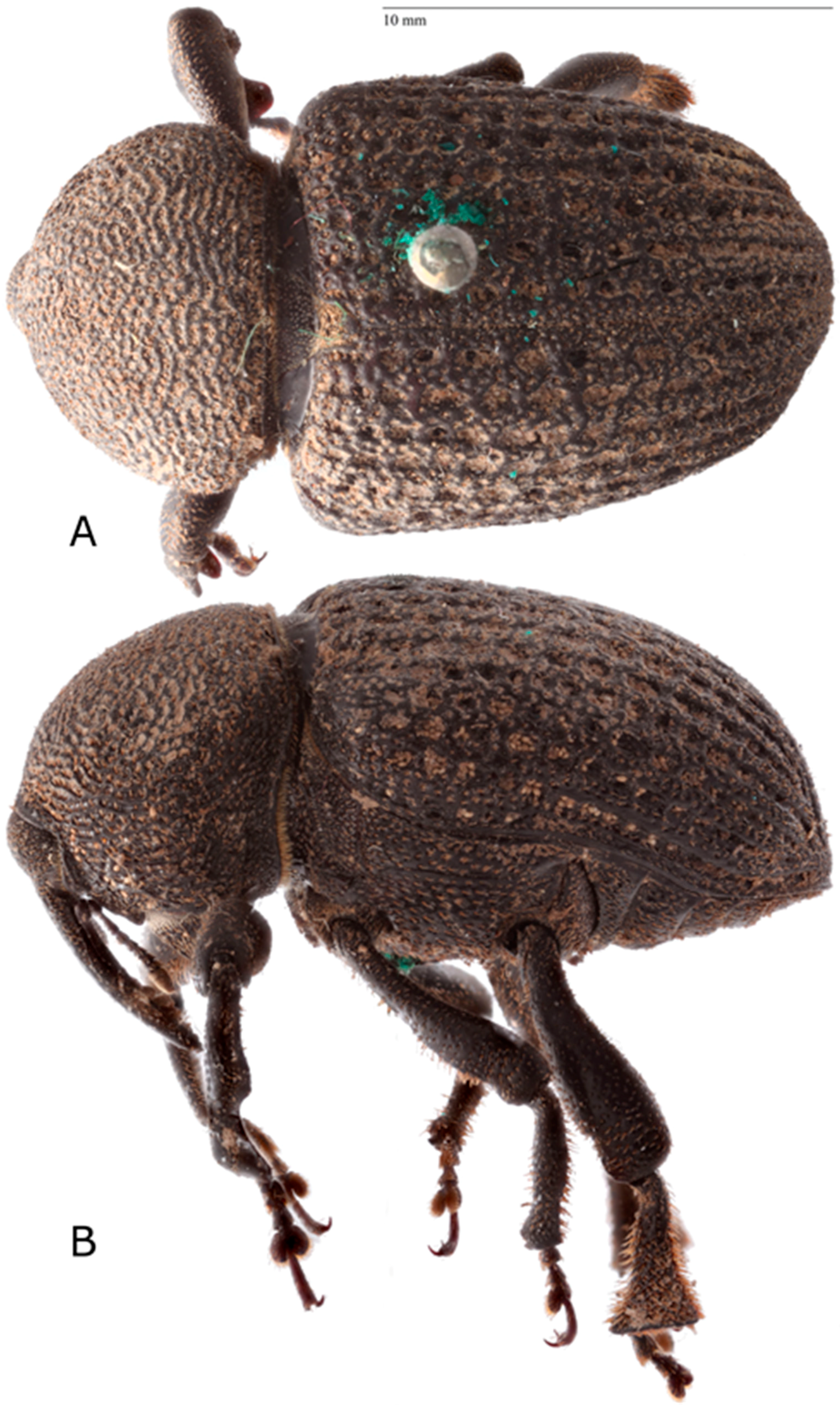 Diversity 10 00074 g010 550