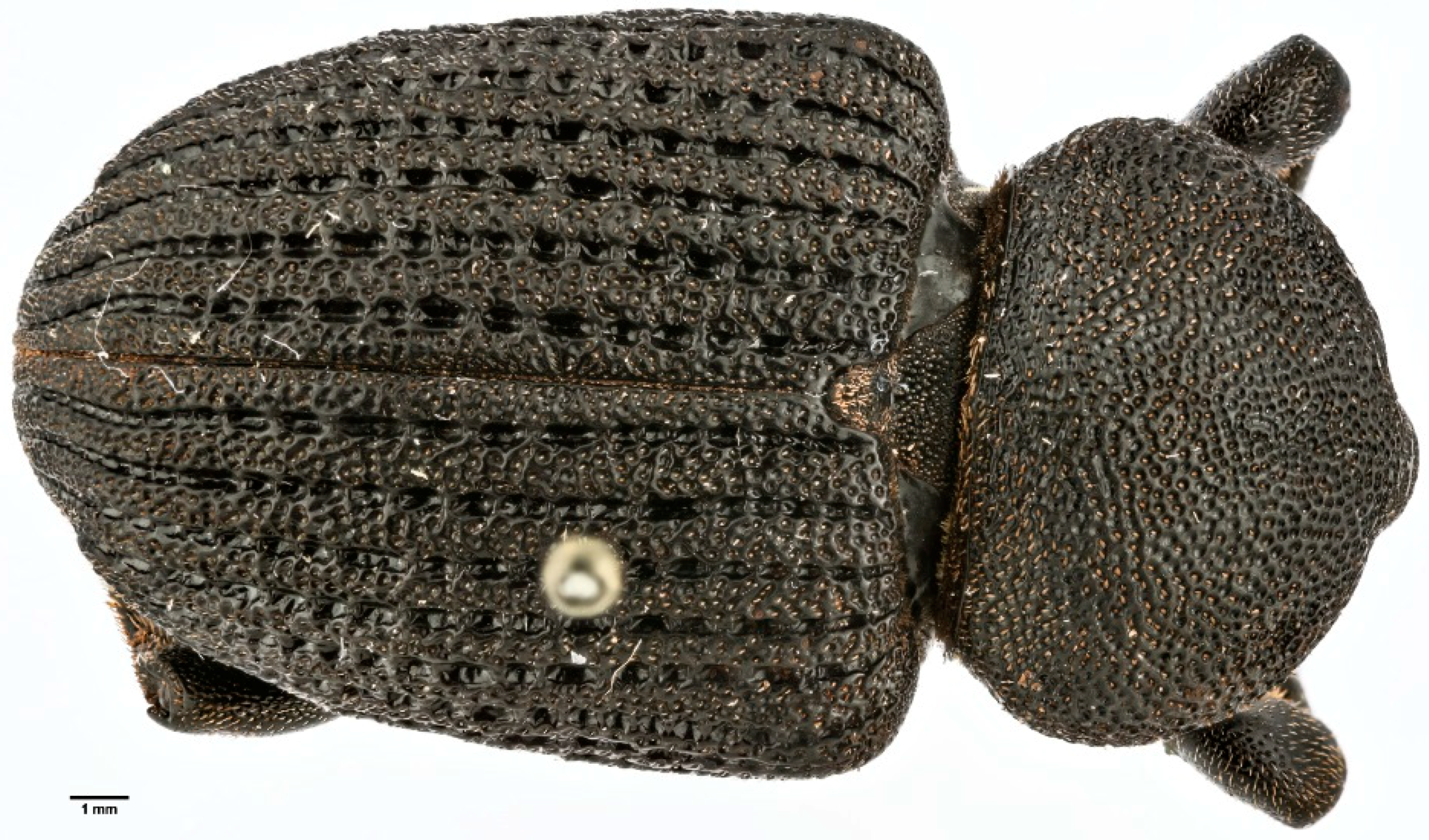 Diversity 10 00074 g011 550