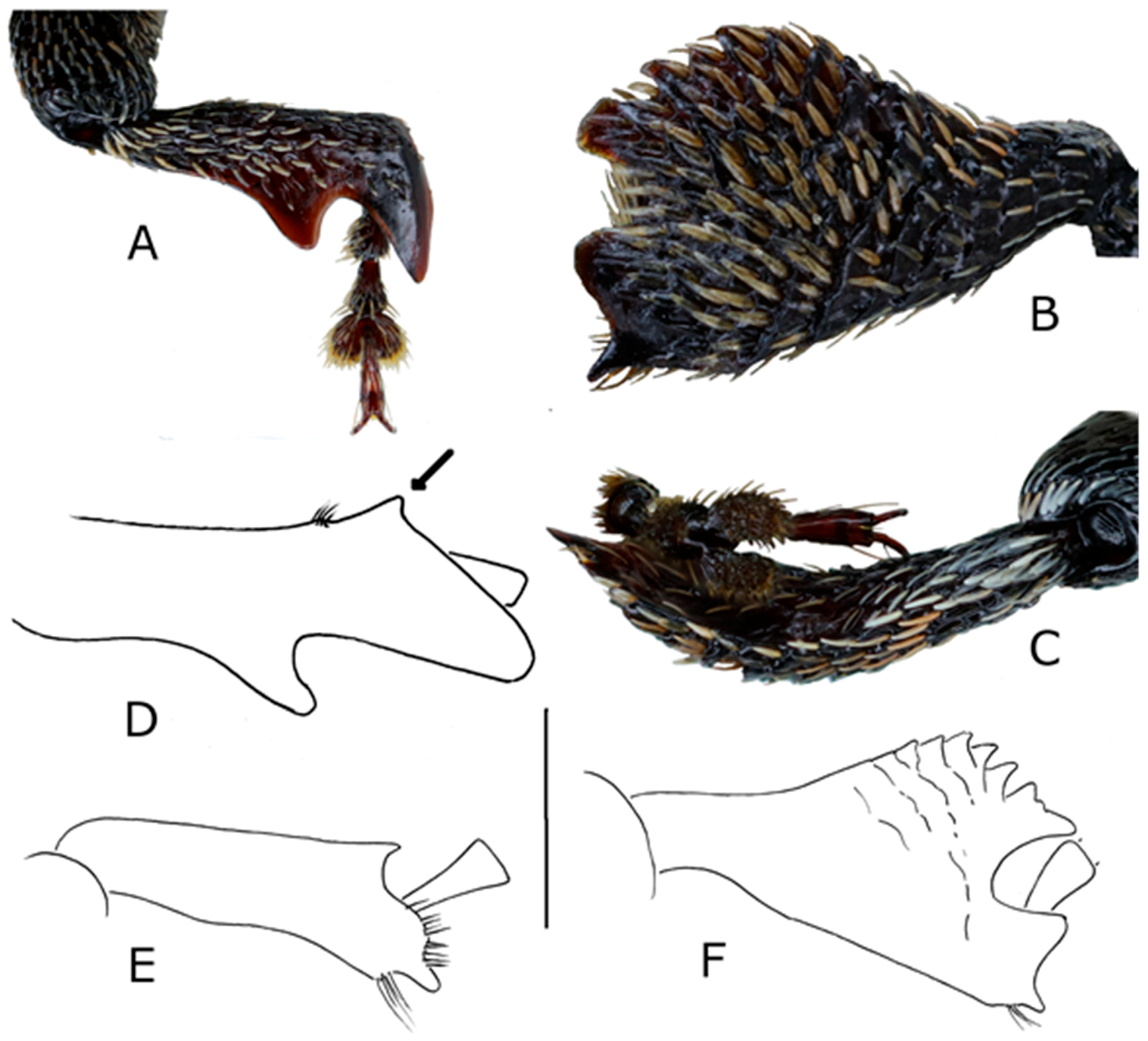 Diversity 10 00074 g015 550