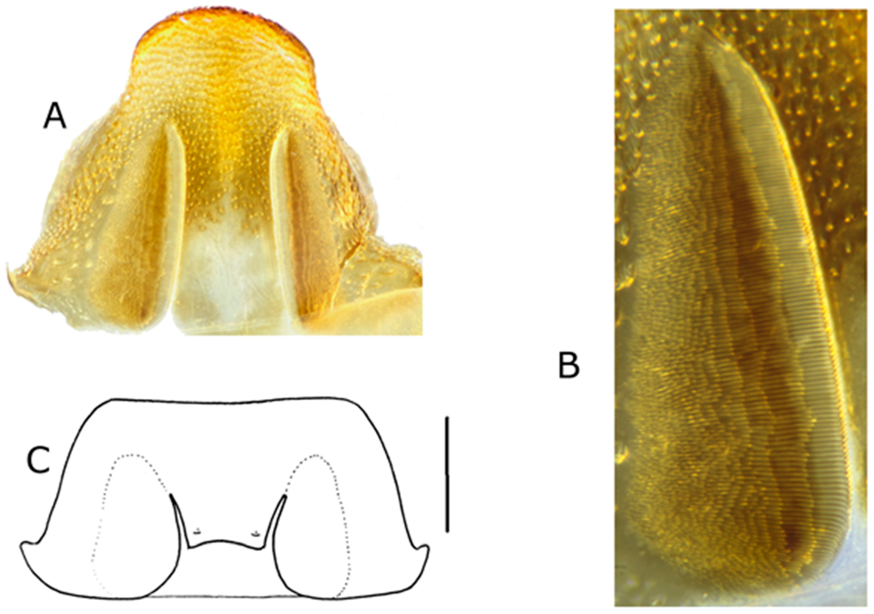 Diversity 10 00074 g016 550