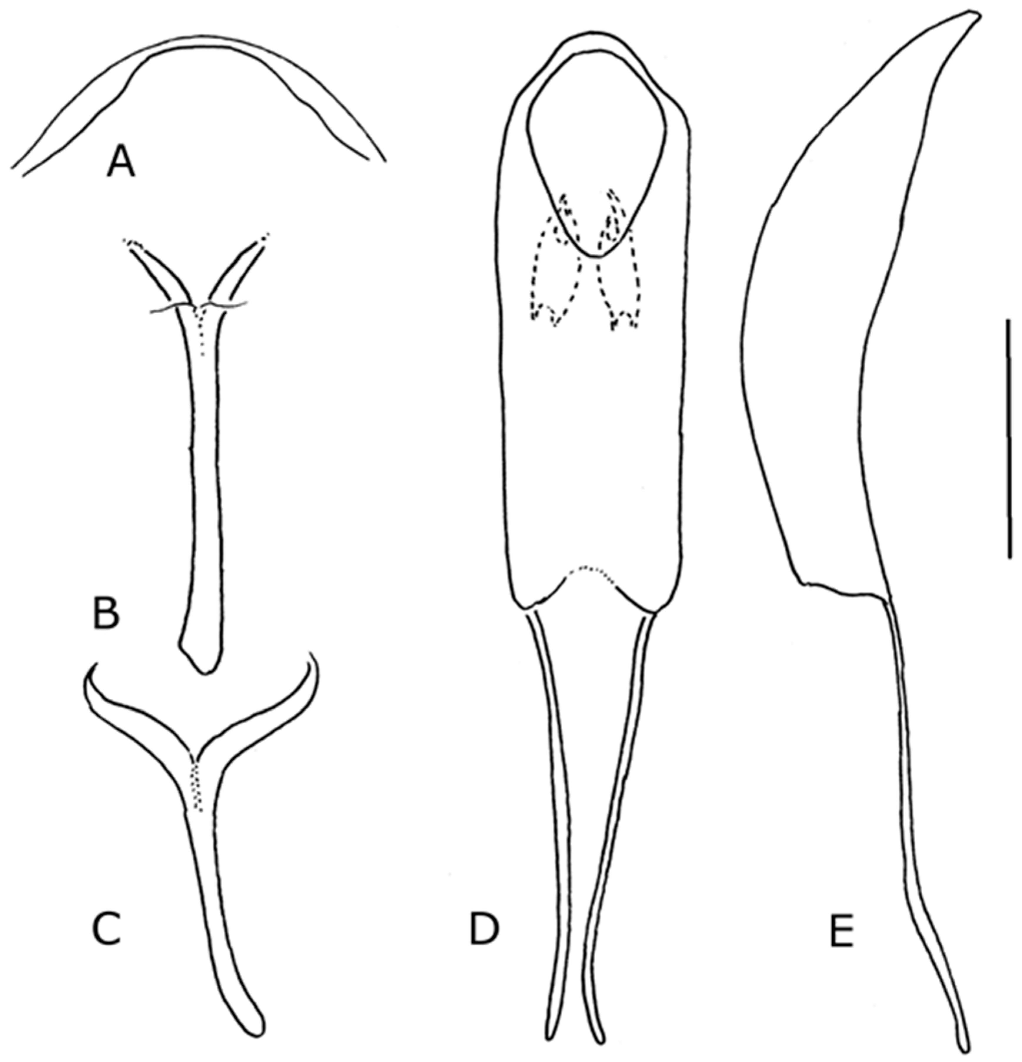 Diversity 10 00074 g017 550