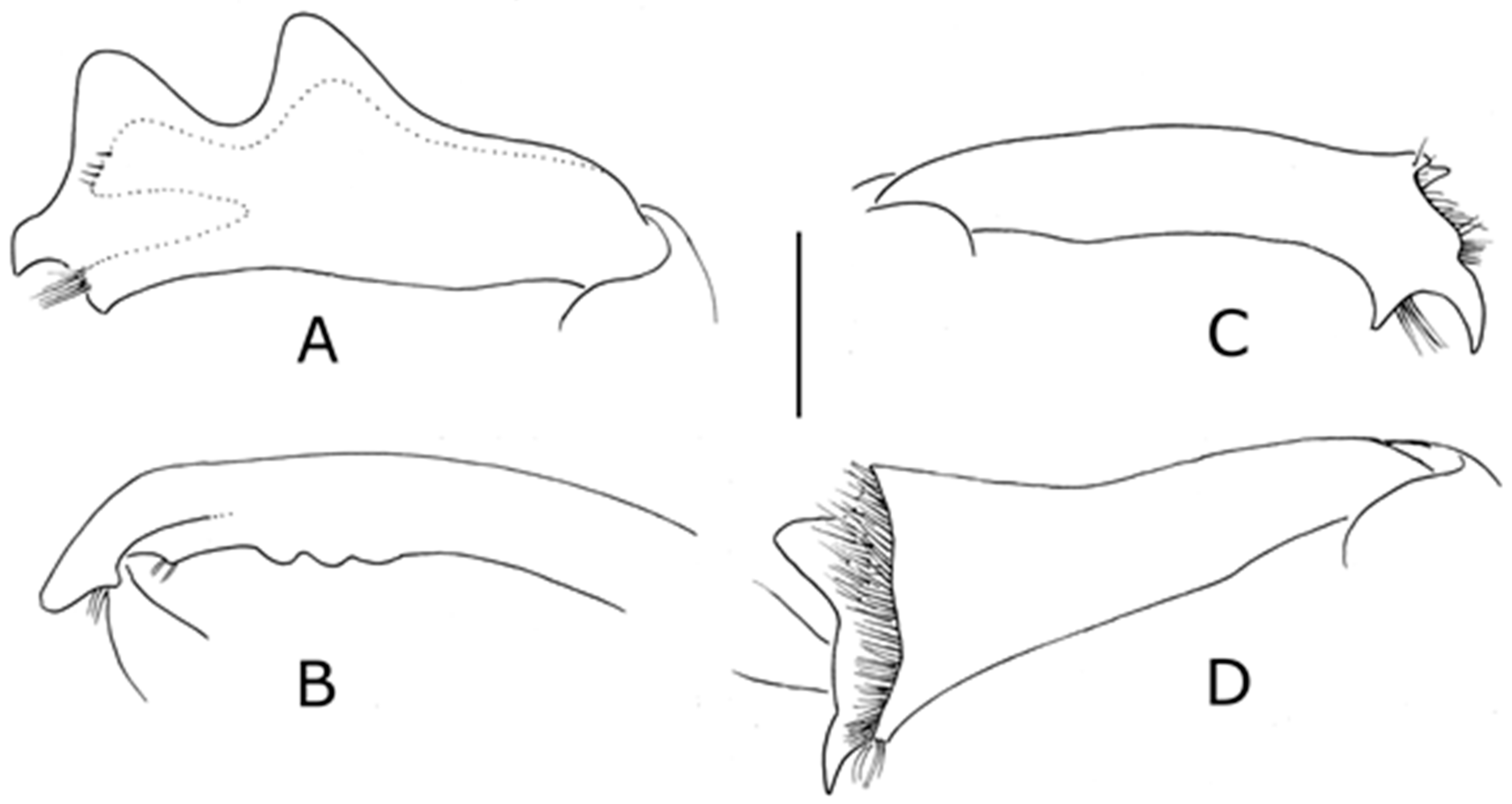 Diversity 10 00074 g020 550