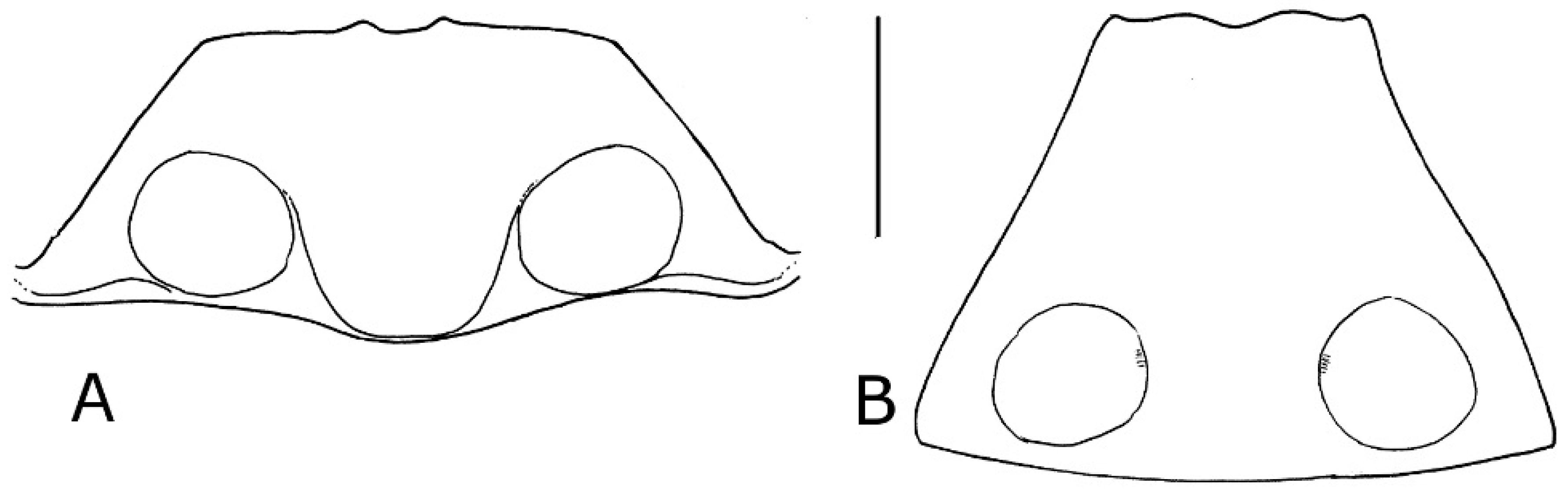 Diversity 10 00074 g021 550