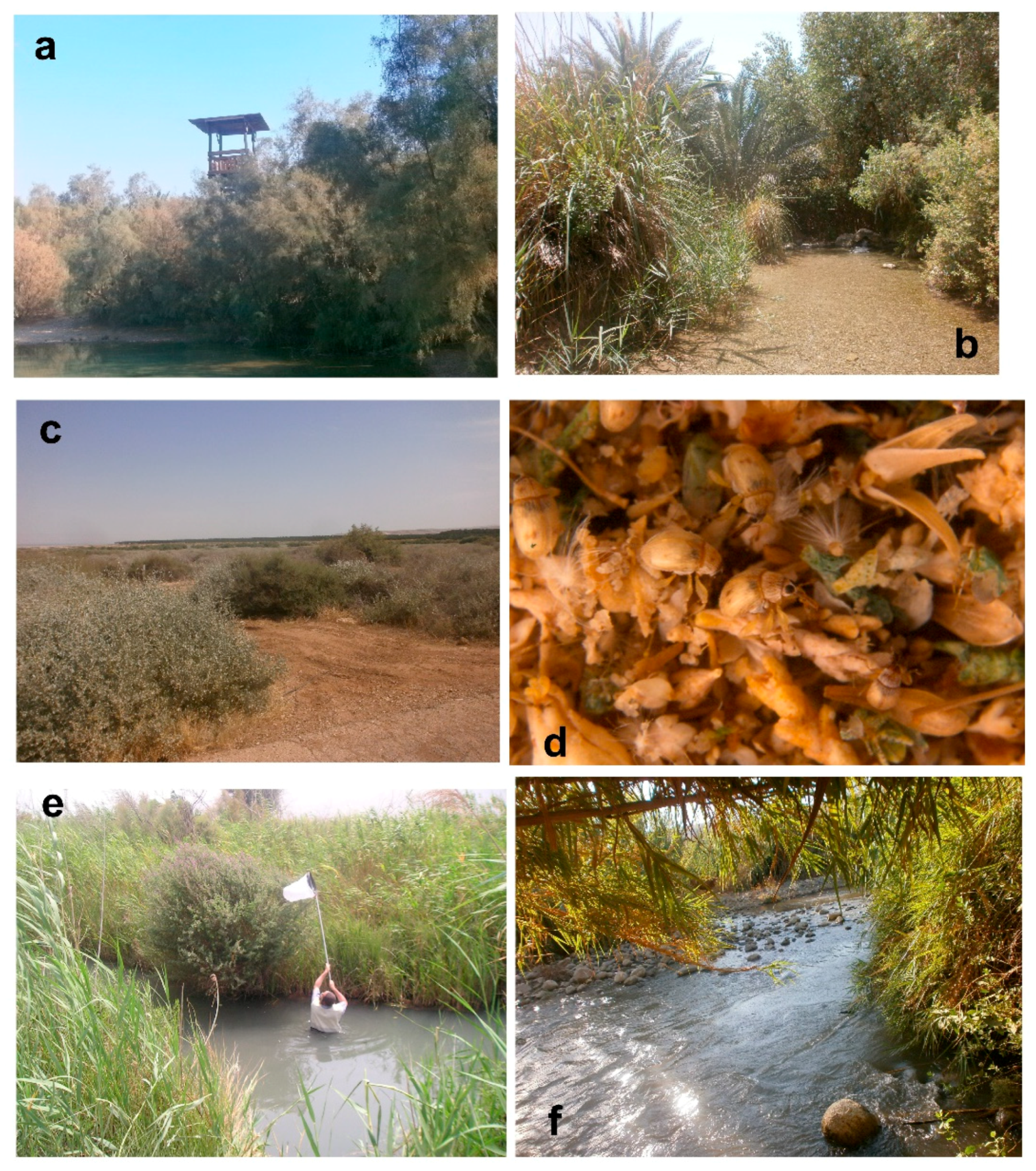 Diversity | Free Full-Text | Review of the Weevils in Israel (Coleoptera: Curculionoidea) |