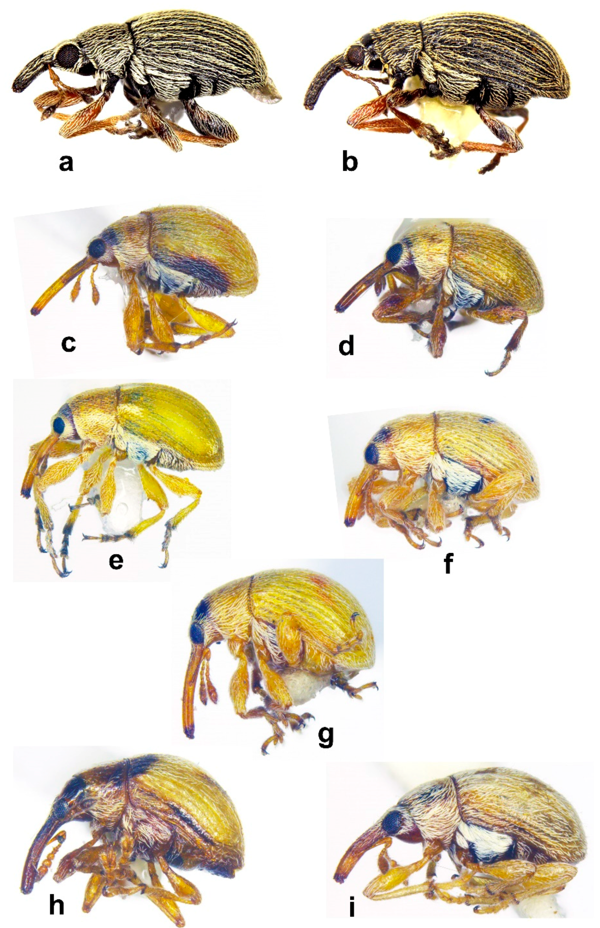Diversity 10 00077 g006