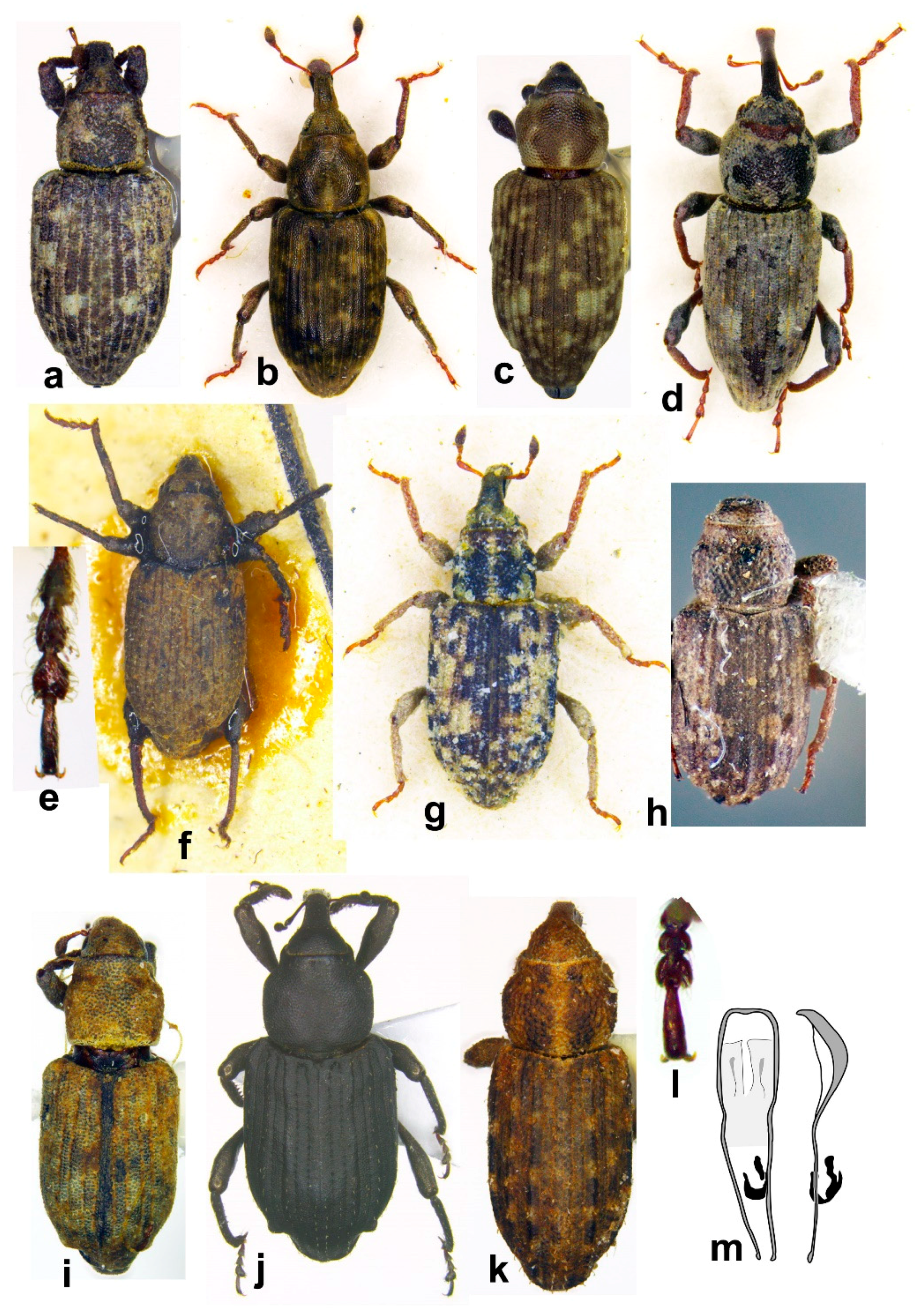 Diversity Free Full Text Review Of The Hygrophilous - 