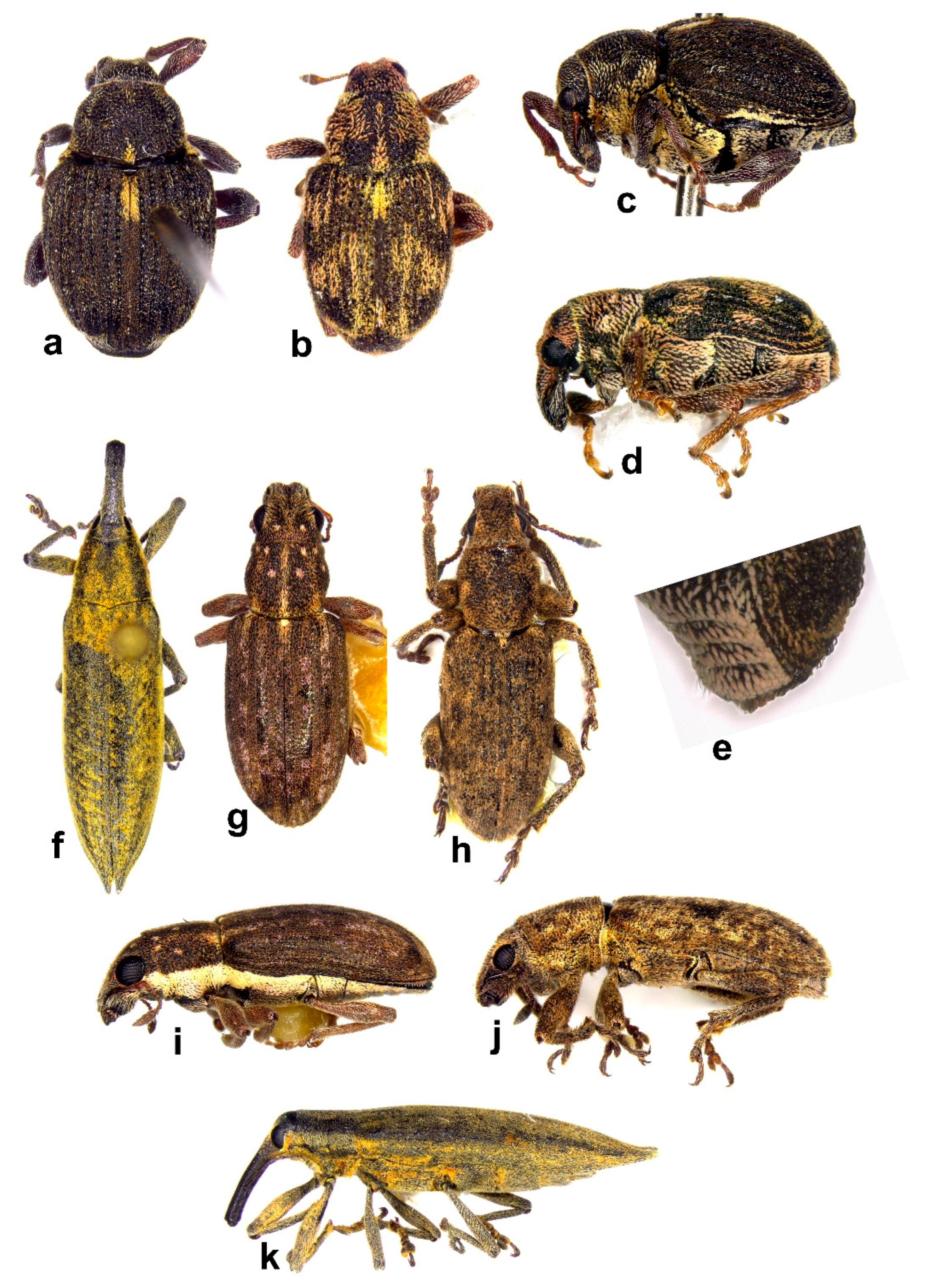 Diversity 10 00077 g012