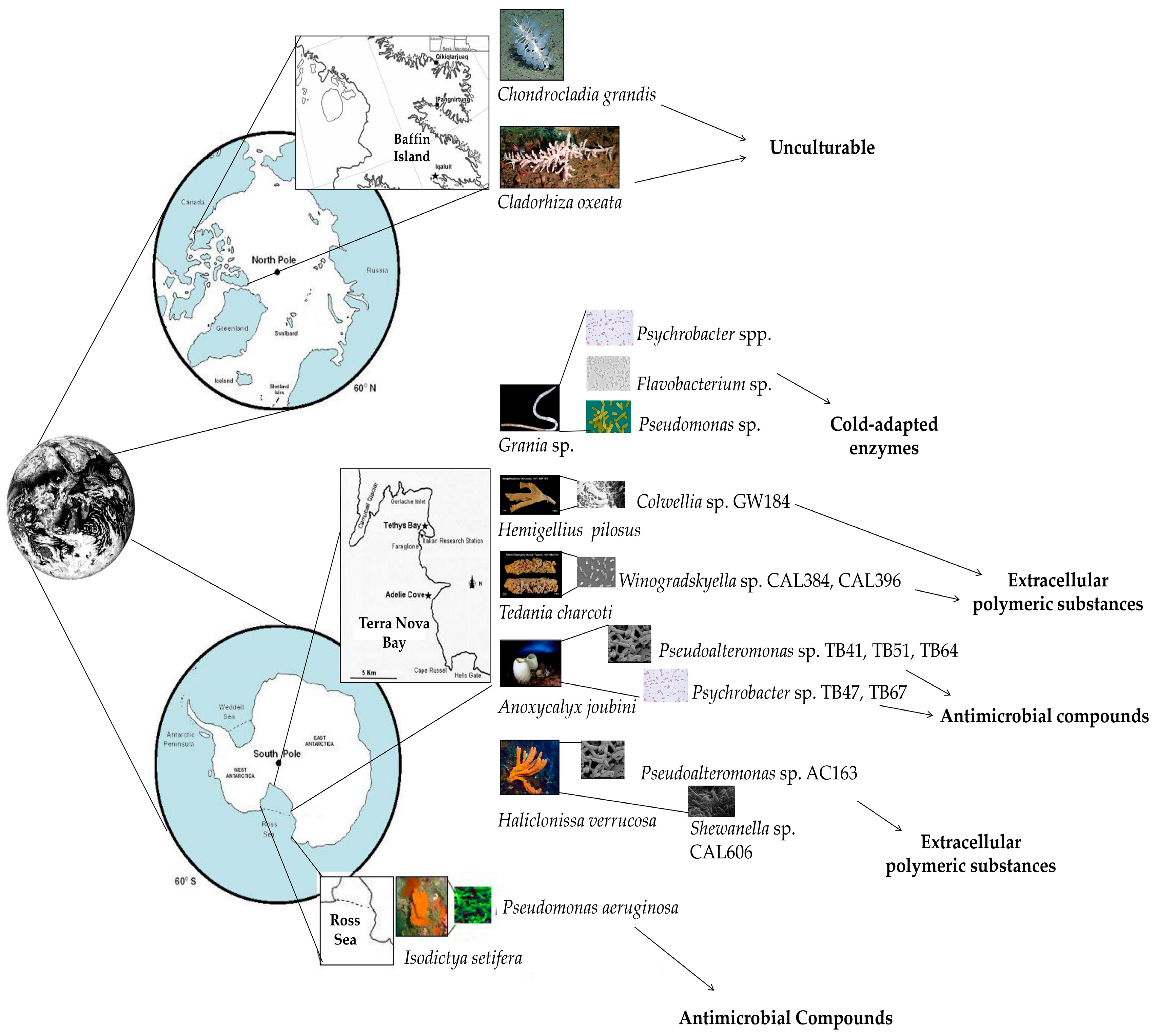 Diversity 10 00080 g001 Diversity 10 00080 g001