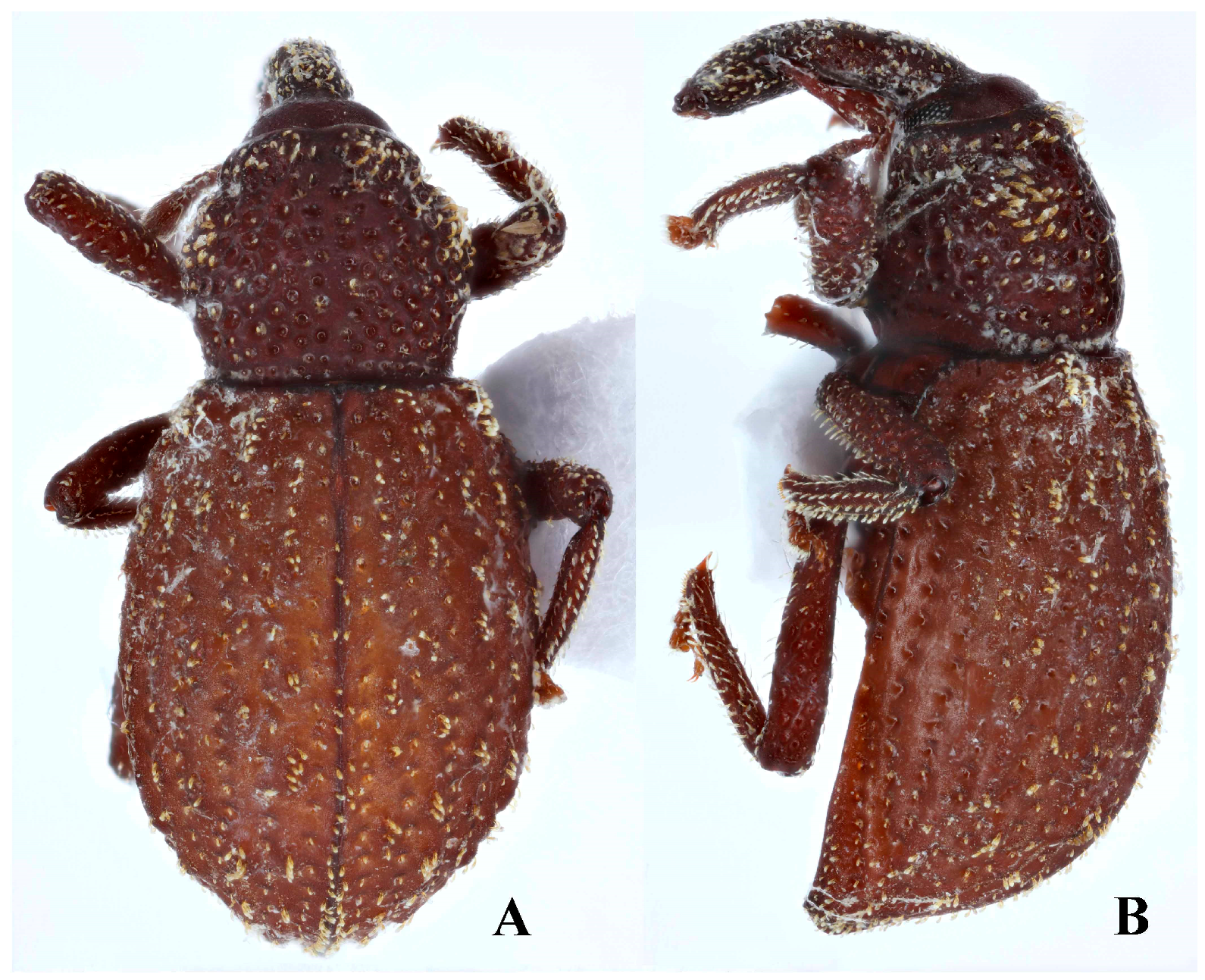 Diversity 10 00082 g003